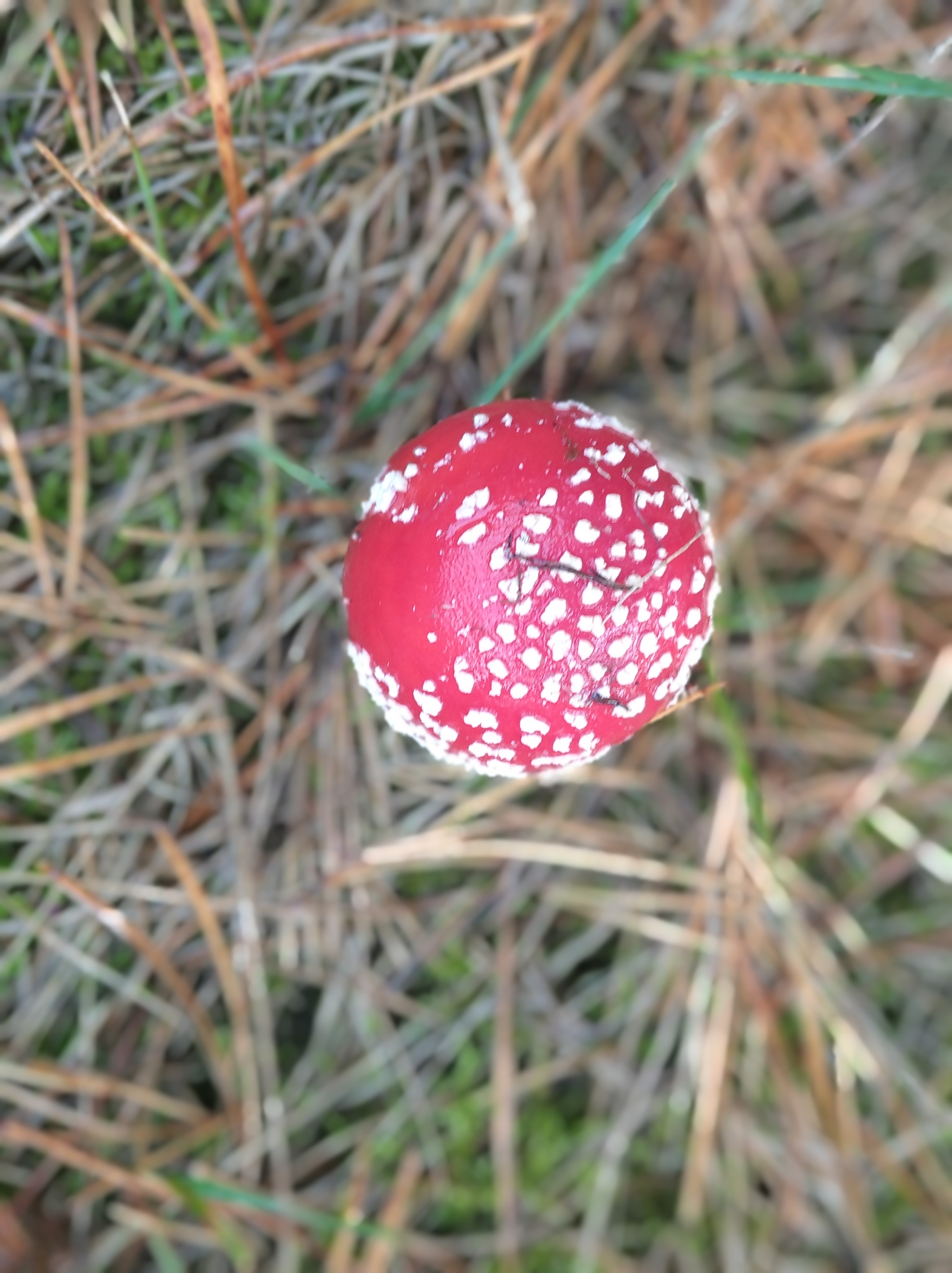 fly agaric - My, Fly agaric, Mushrooms, The photo, Longpost