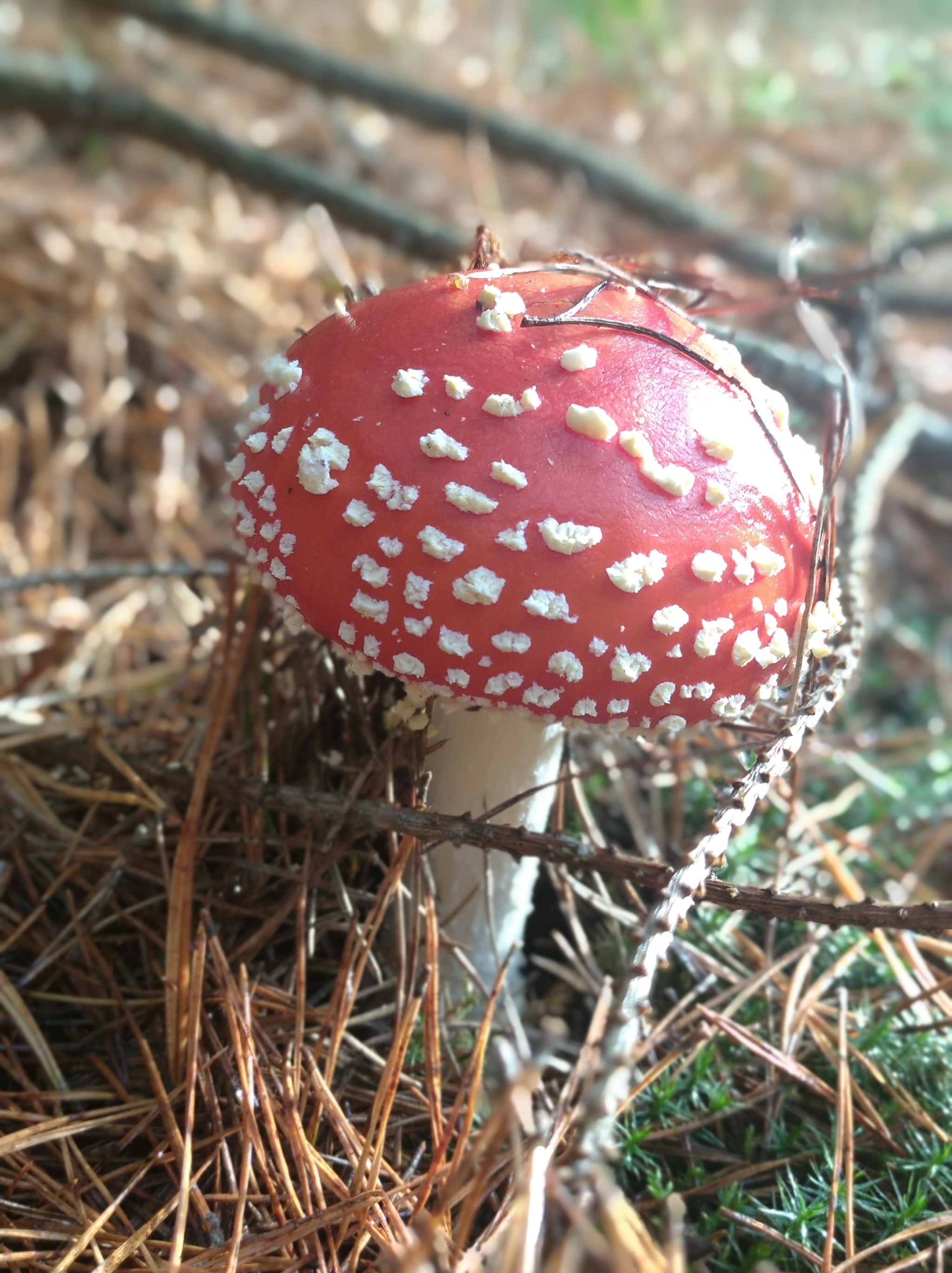 fly agaric - My, Fly agaric, Mushrooms, The photo, Longpost