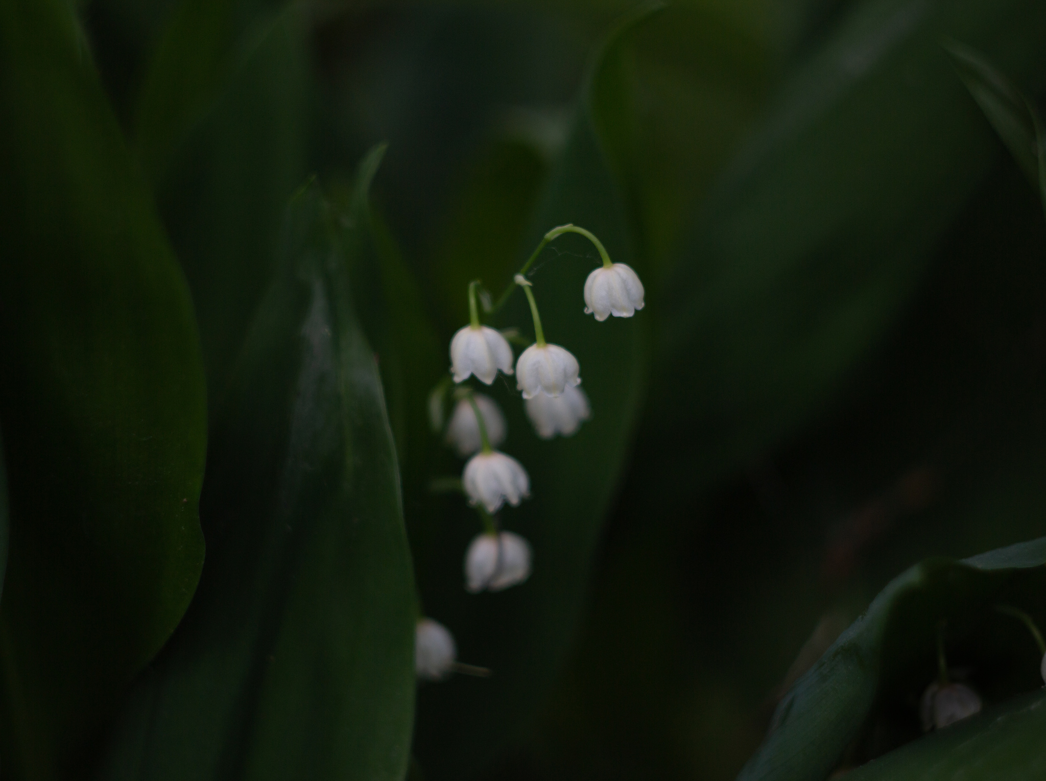 Photos from this summer - My, Canon, Helios, The photo, Summer, Longpost