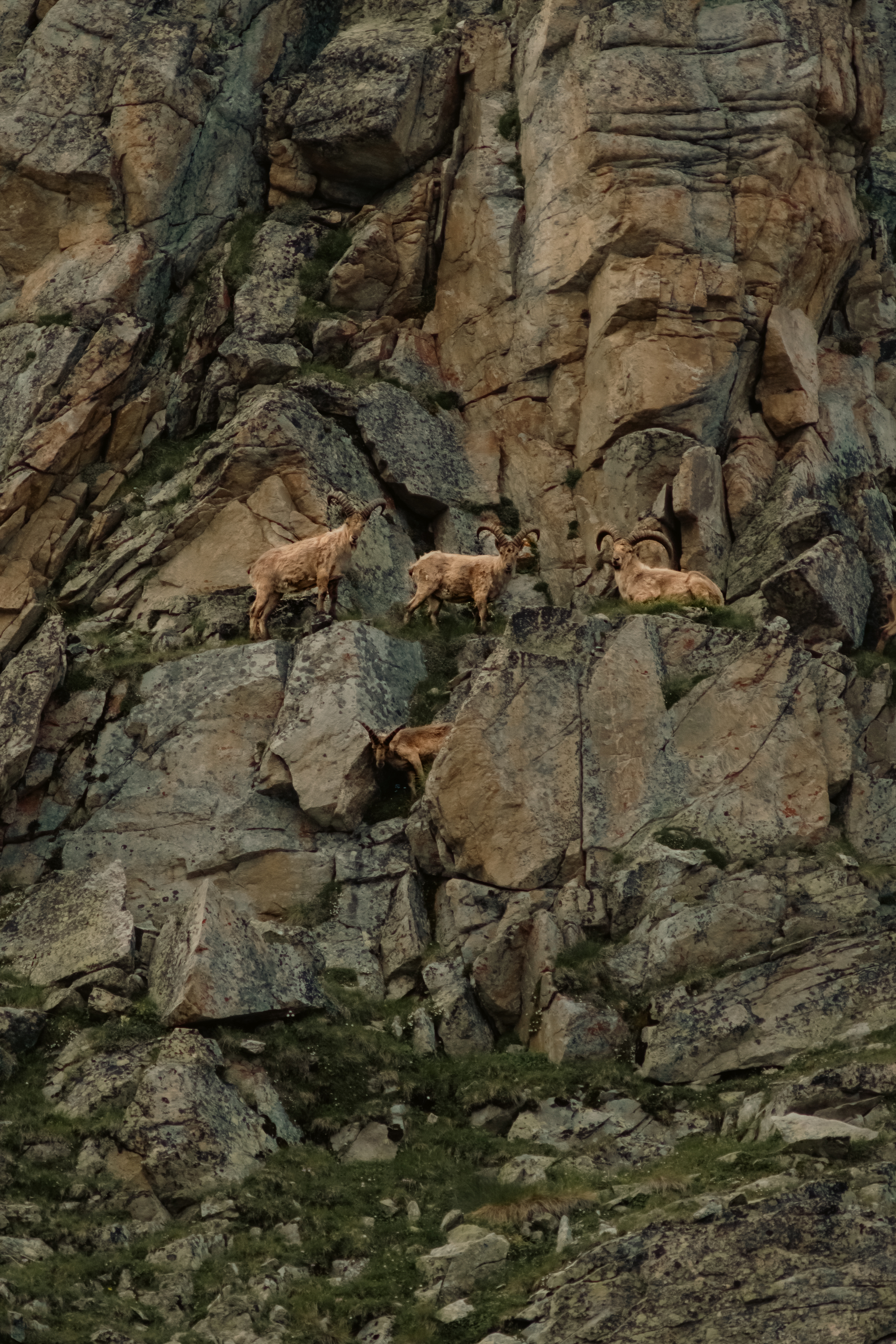 With a roll in the Caucasus. Bears, mountains and a hidden ax - My, Caucasus, Mountain tourism, Tourism, Dombay, Hike, The mountains, Video VK, Longpost, Camping, Туристы