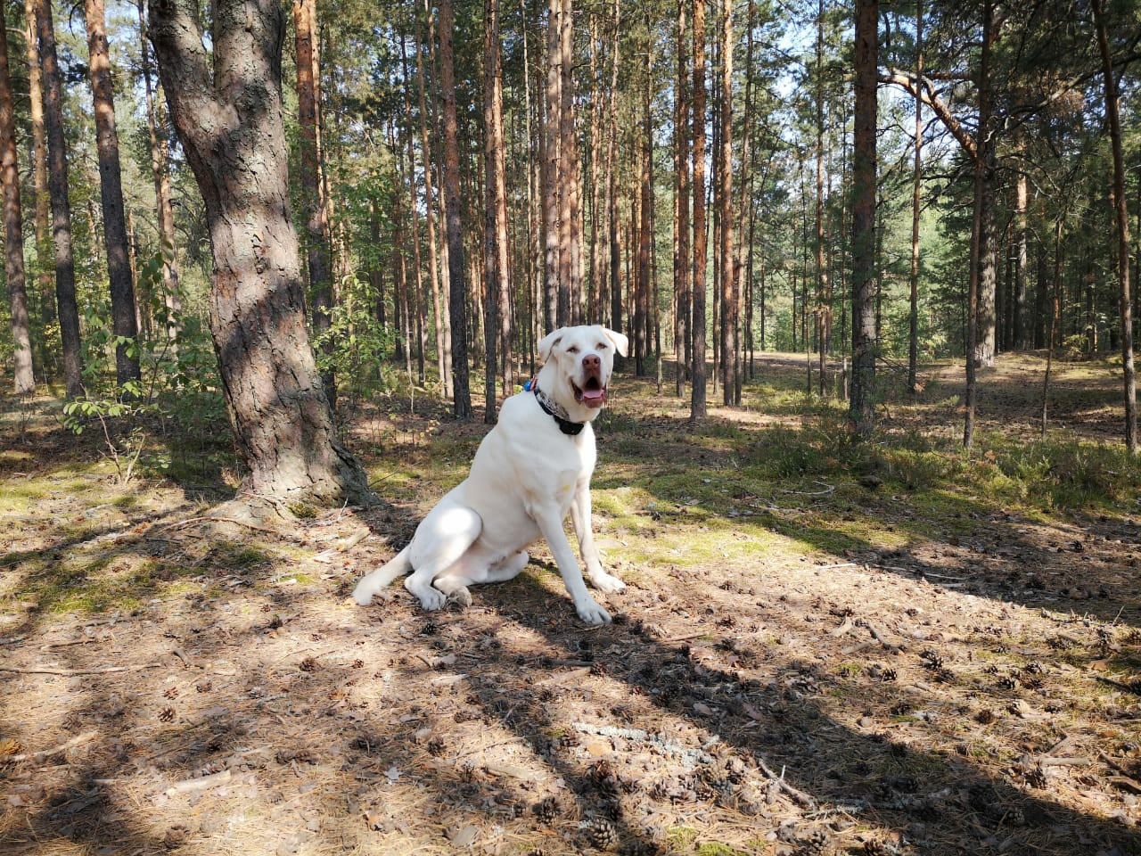 Continuation of the post “A young mestizo dog (most likely), abandoned at a construction site, is looking for his reliable home. - My, Dog, Saint Petersburg, Leningrad region, Longpost, Numbers, The strength of the Peekaboo, Found a home, Reply to post