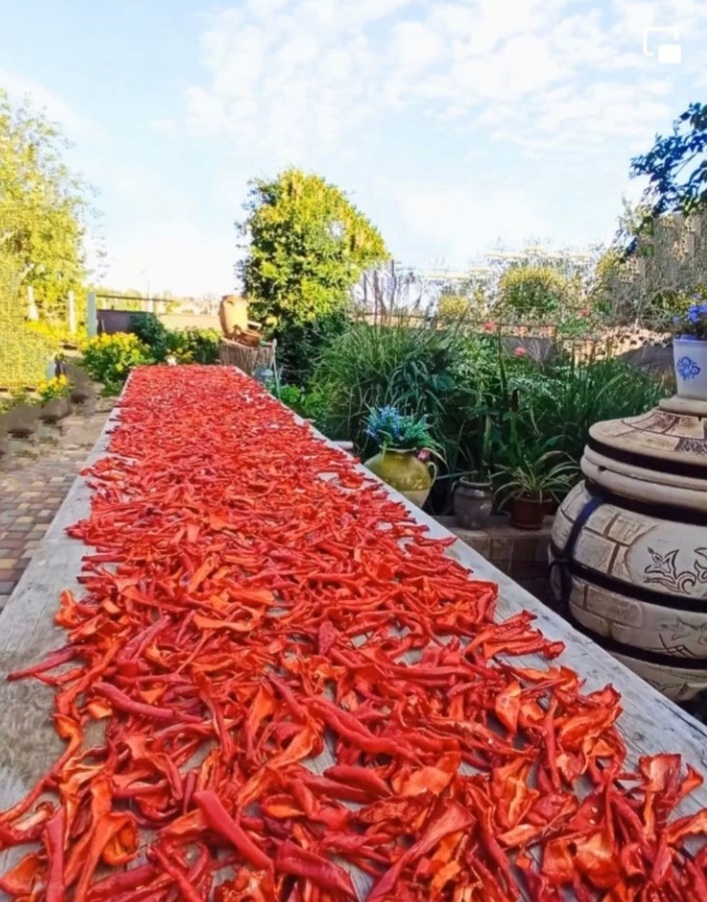 Red carpet in Bessarabia - The photo, Paprika (spice), Drying