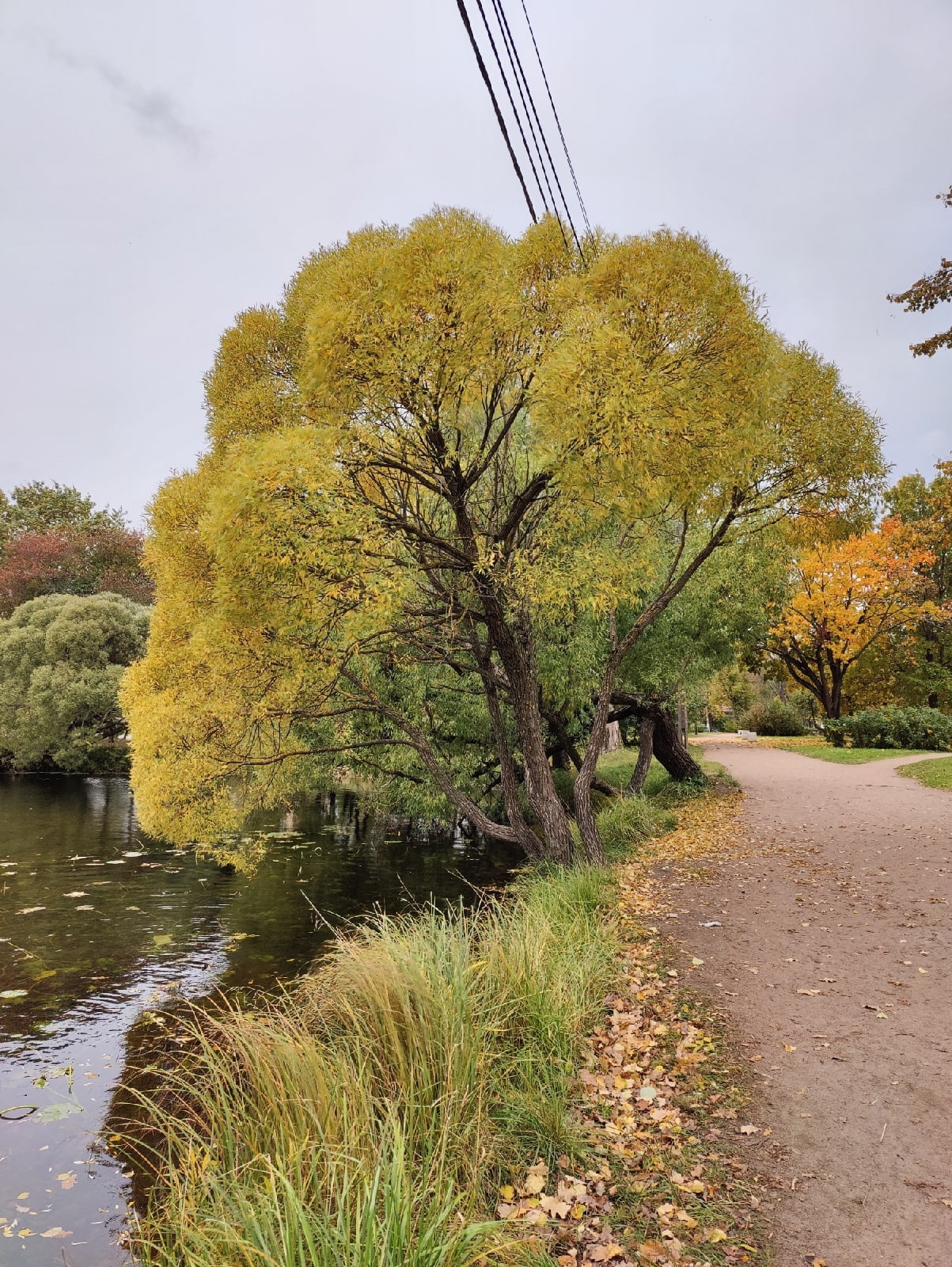 Autumn in Peterhof - My, The photo, Peterhof, Mobile photography, Longpost