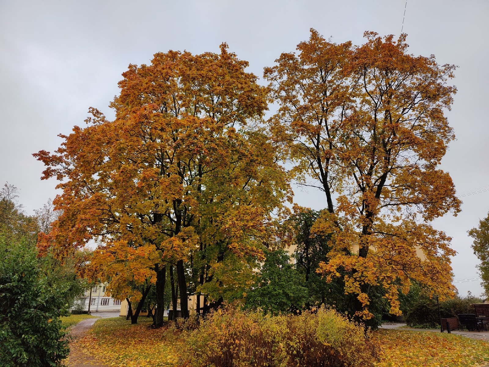 Autumn in Peterhof - My, The photo, Peterhof, Mobile photography, Longpost