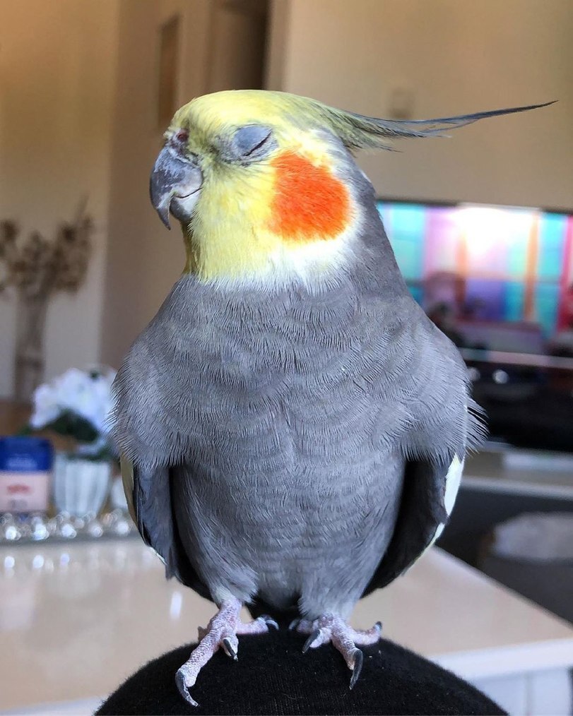 Who is the most beautiful in the world? - A parrot, Shyness, Milota, The photo, Corella