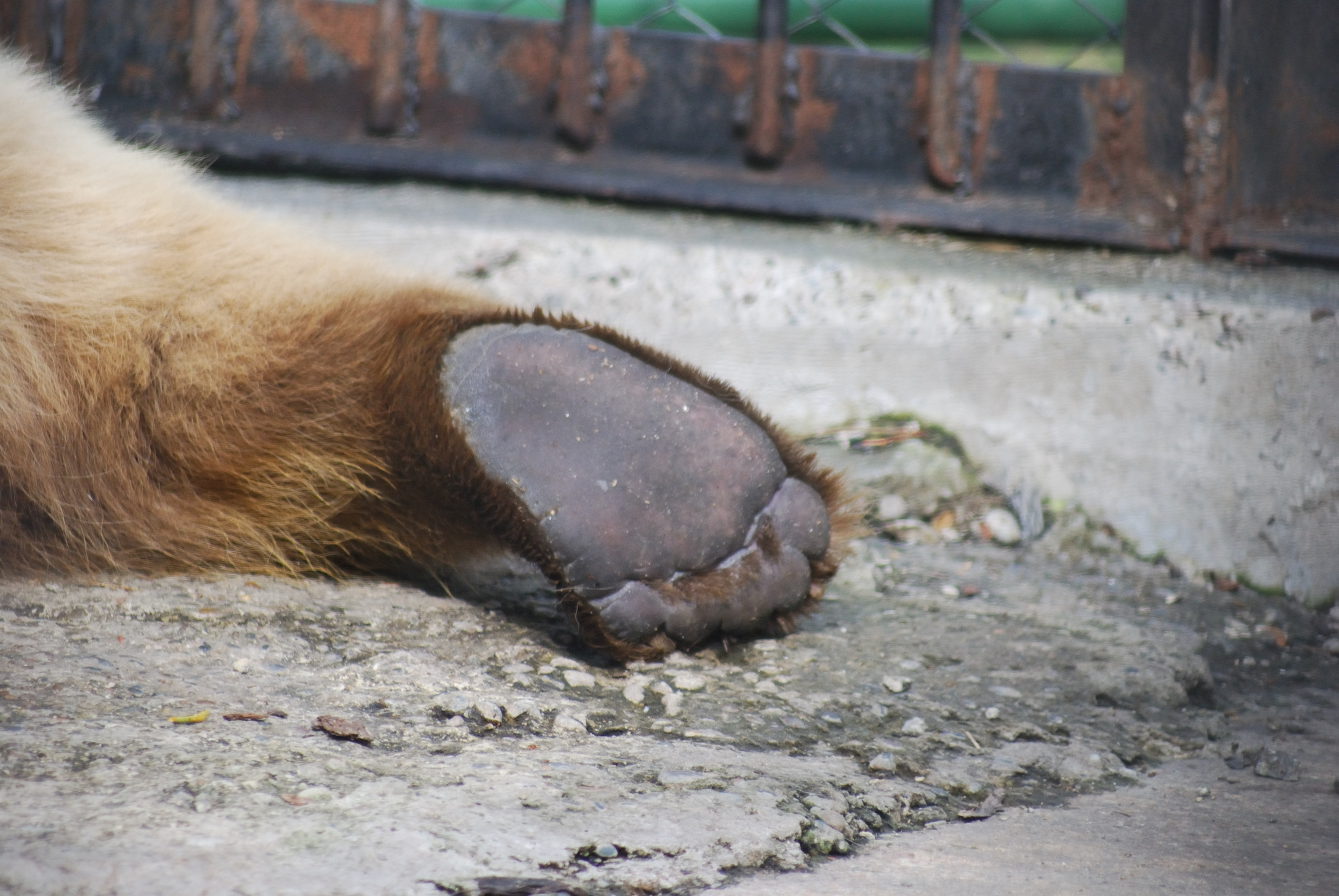 Bear's heels - My, The photo, Krasnoyarsk, The Bears, Brown bears, Menagerie, Heels