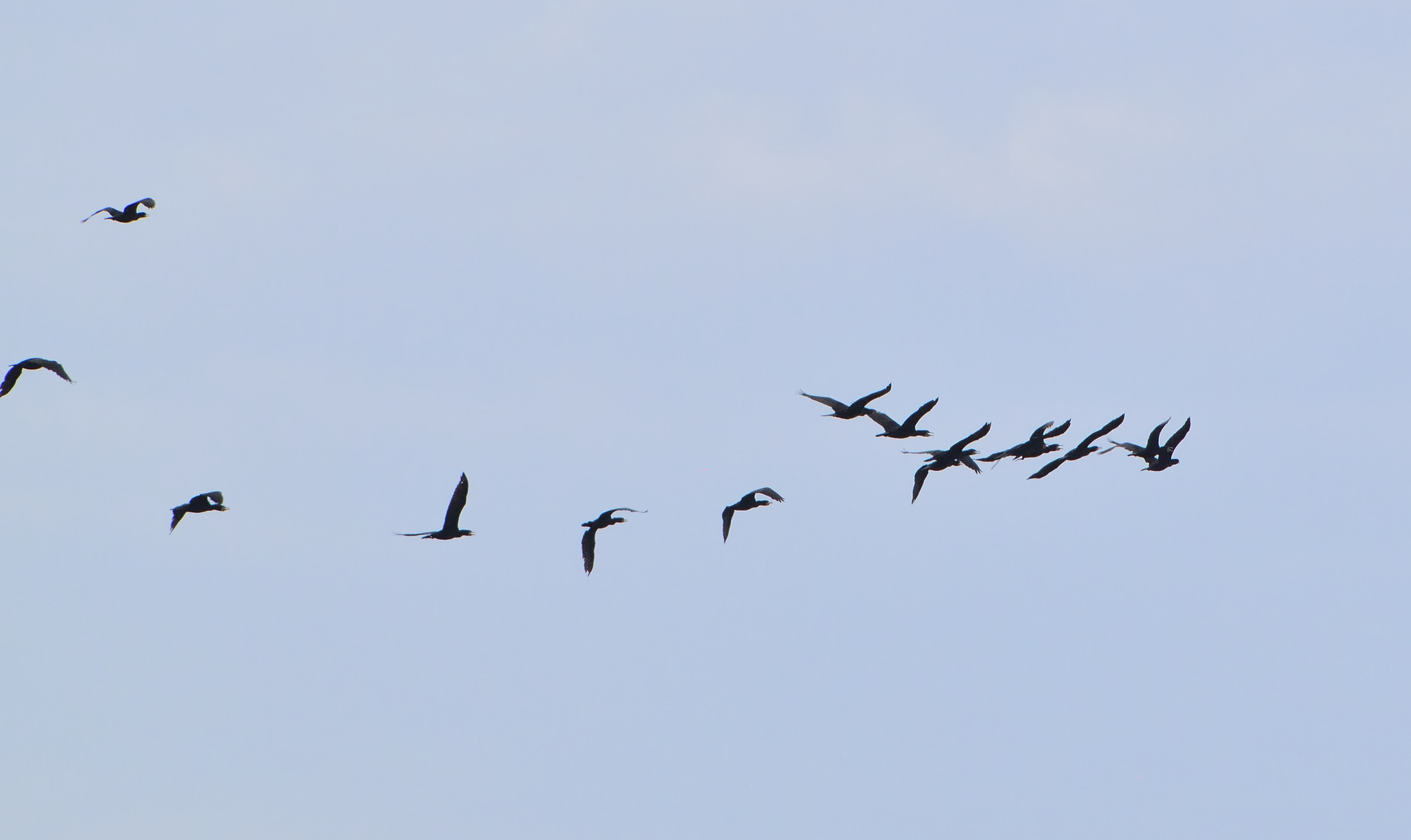 cormorants - My, Krasnoyarsk region, Shushenskoye, The photo, Cormorants