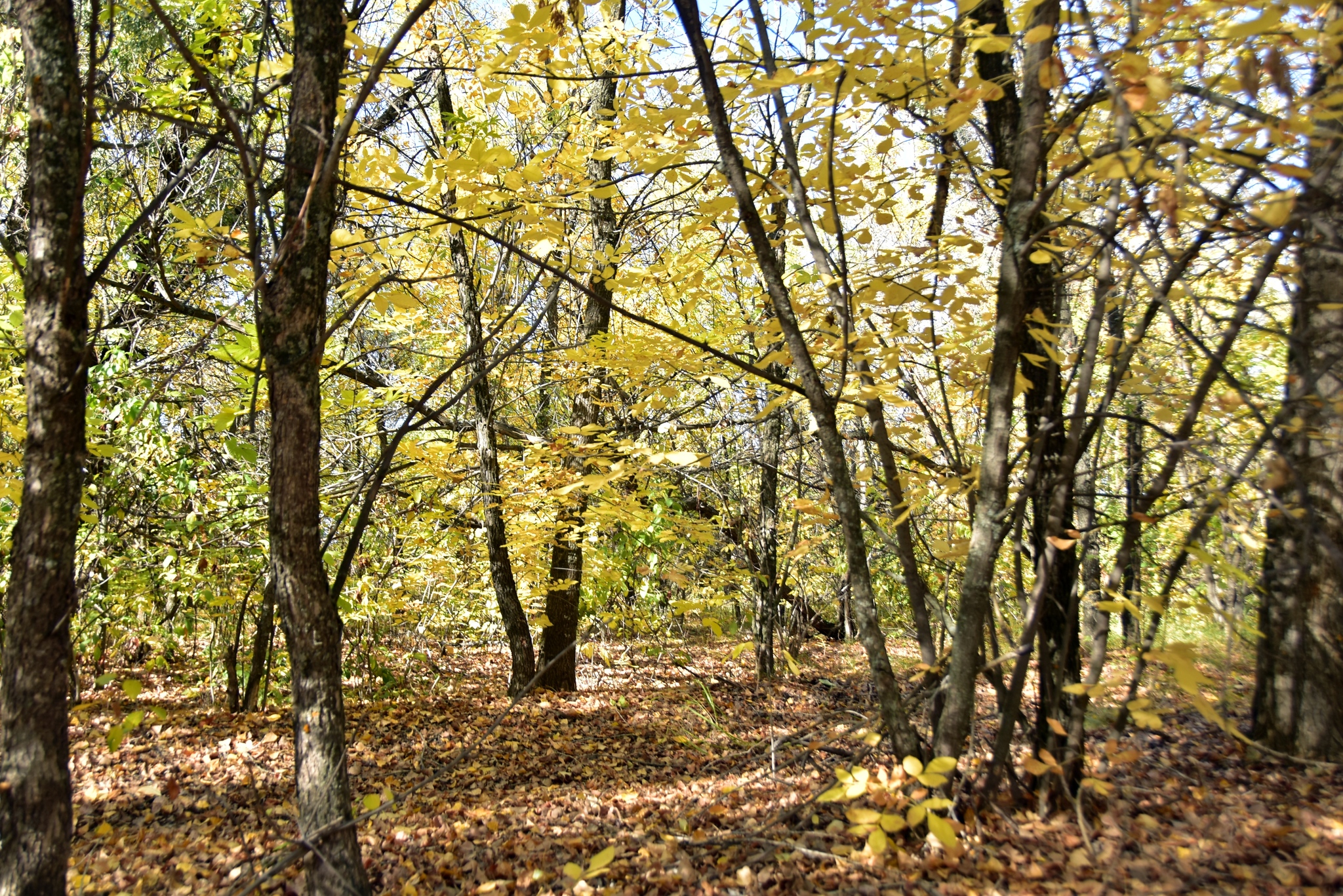 nice autumn day - My, The photo, Nature, Steppe, River, Tree, Autumn