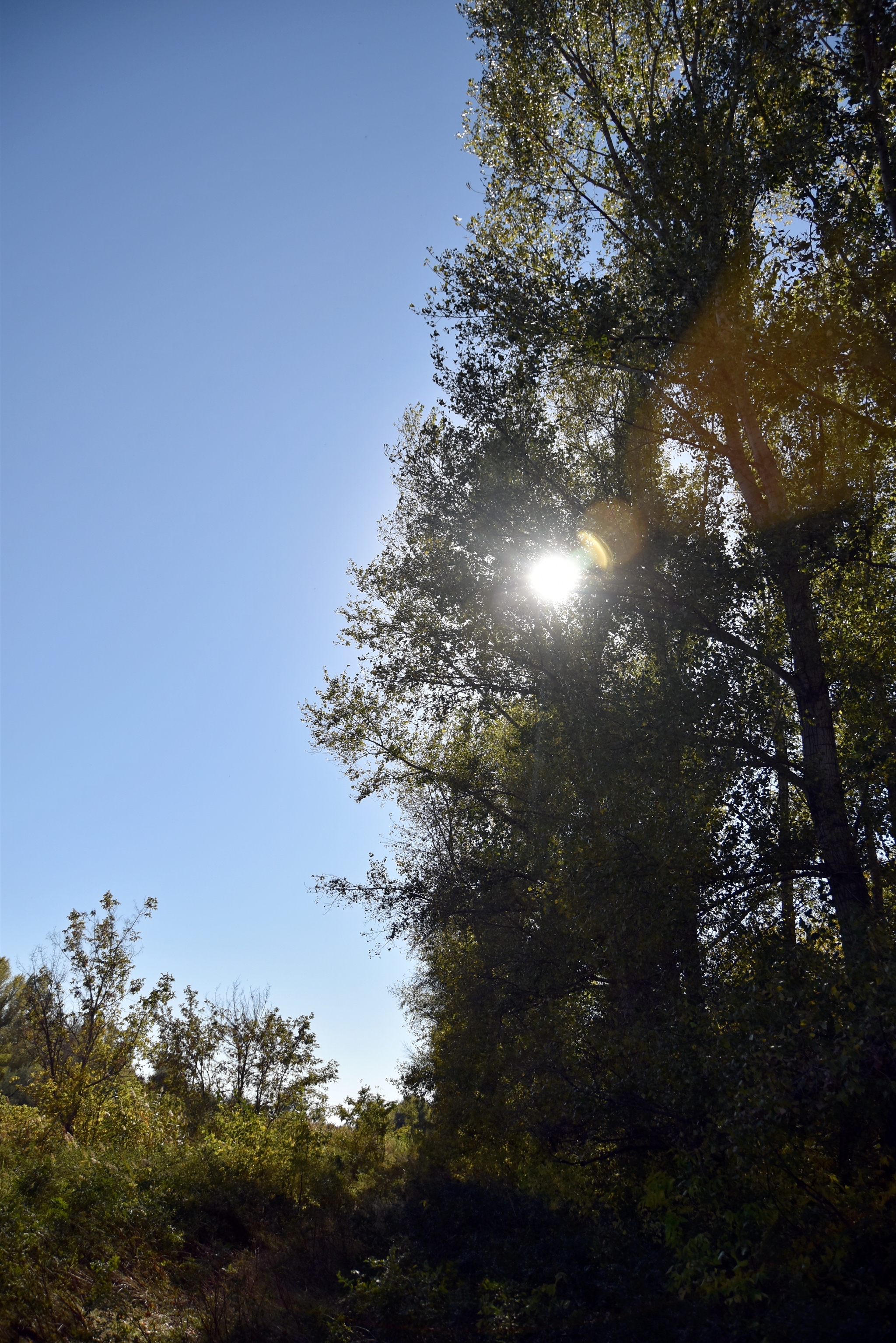 nice autumn day - My, The photo, Nature, Steppe, River, Tree, Autumn