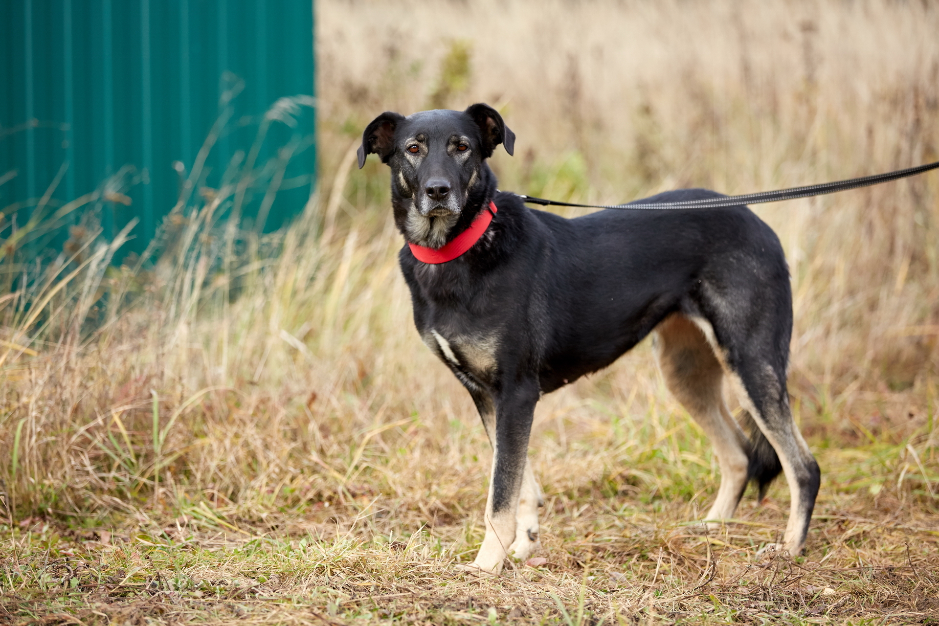 Ruta. - My, The rescue, Animal shelter, In good hands, Help, Volunteering, Homeless animals, Helping animals, Animal Rescue, No rating, Dog, Moscow, Moscow region, Shelter, Dog days, Longpost