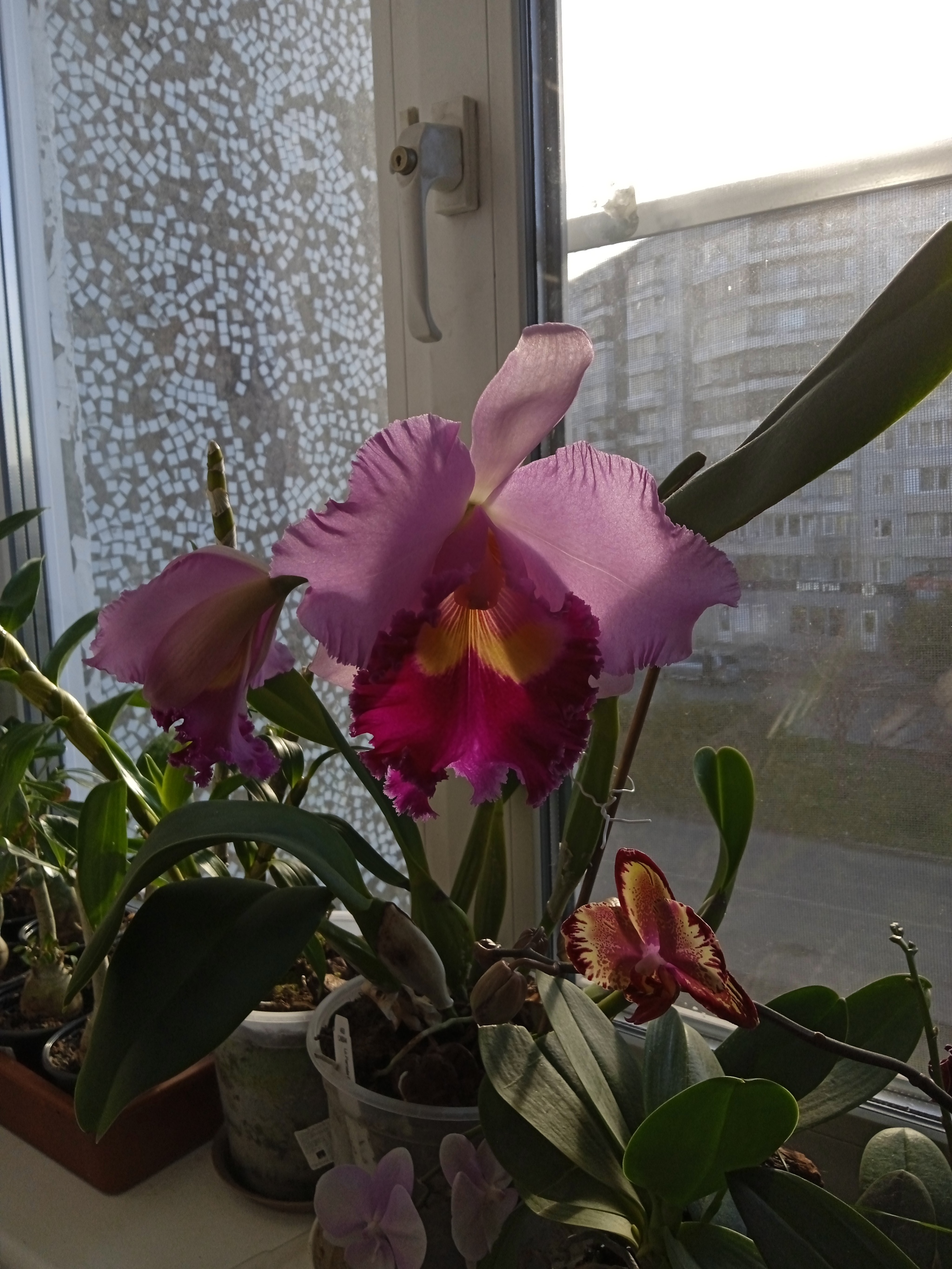 bloomed cattleya - My, Orchids, Houseplants, Longpost