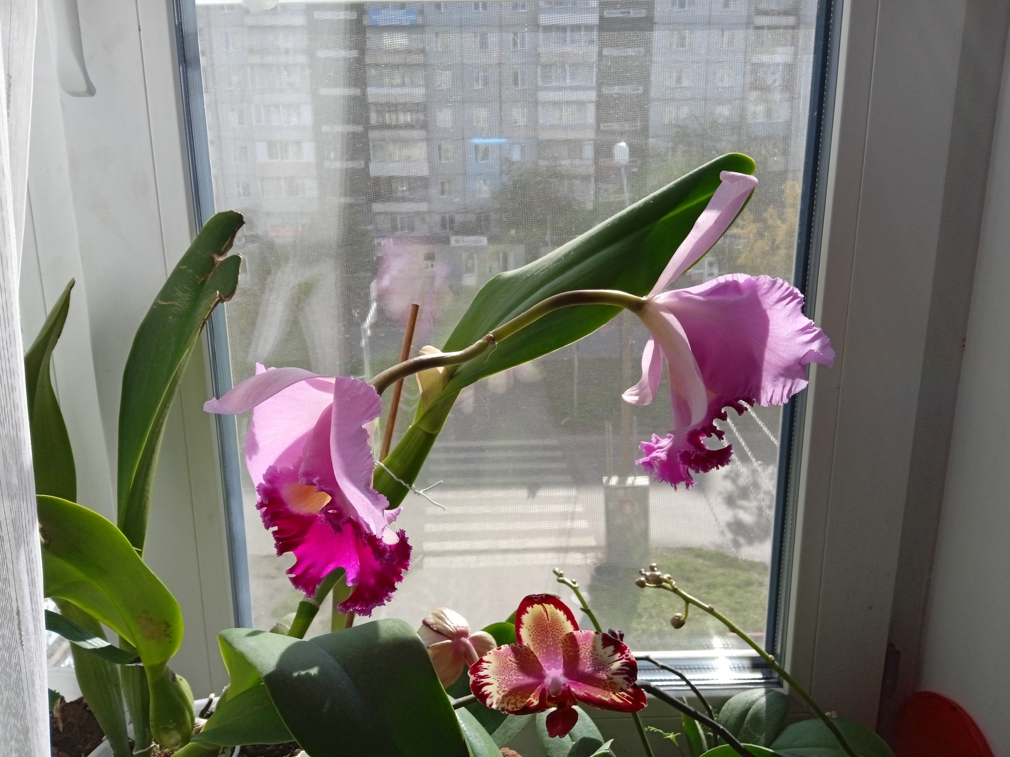 bloomed cattleya - My, Orchids, Houseplants, Longpost