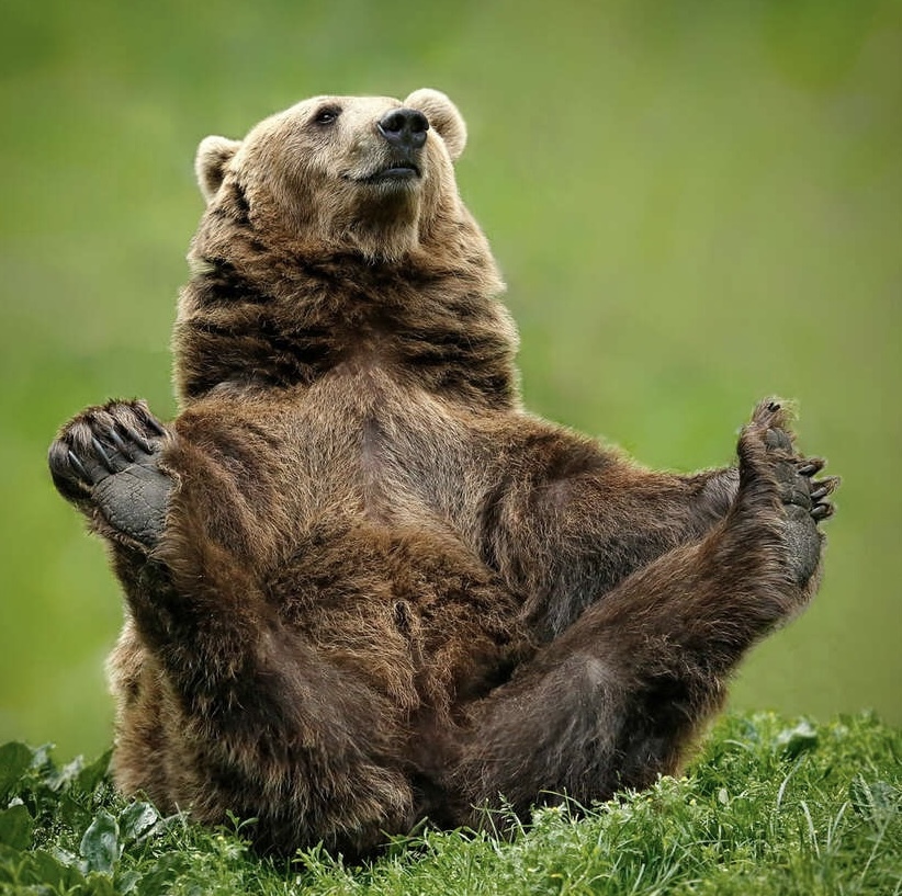 Bear Clubfoot is walking through the forest! - Archeology, Scientists