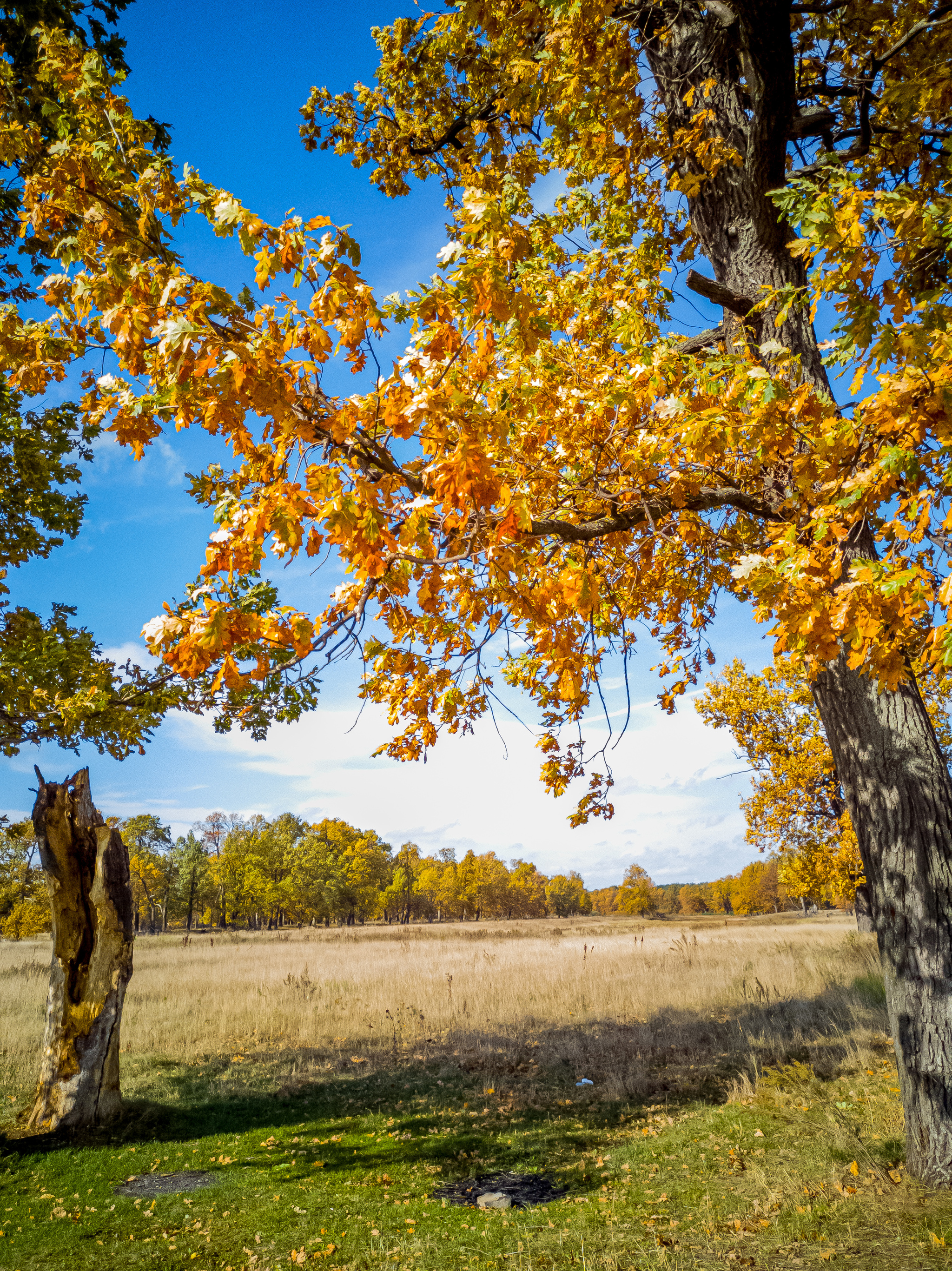 autumn - My, A bike, Bike ride, Autumn, Nature, Shawarma, Longpost