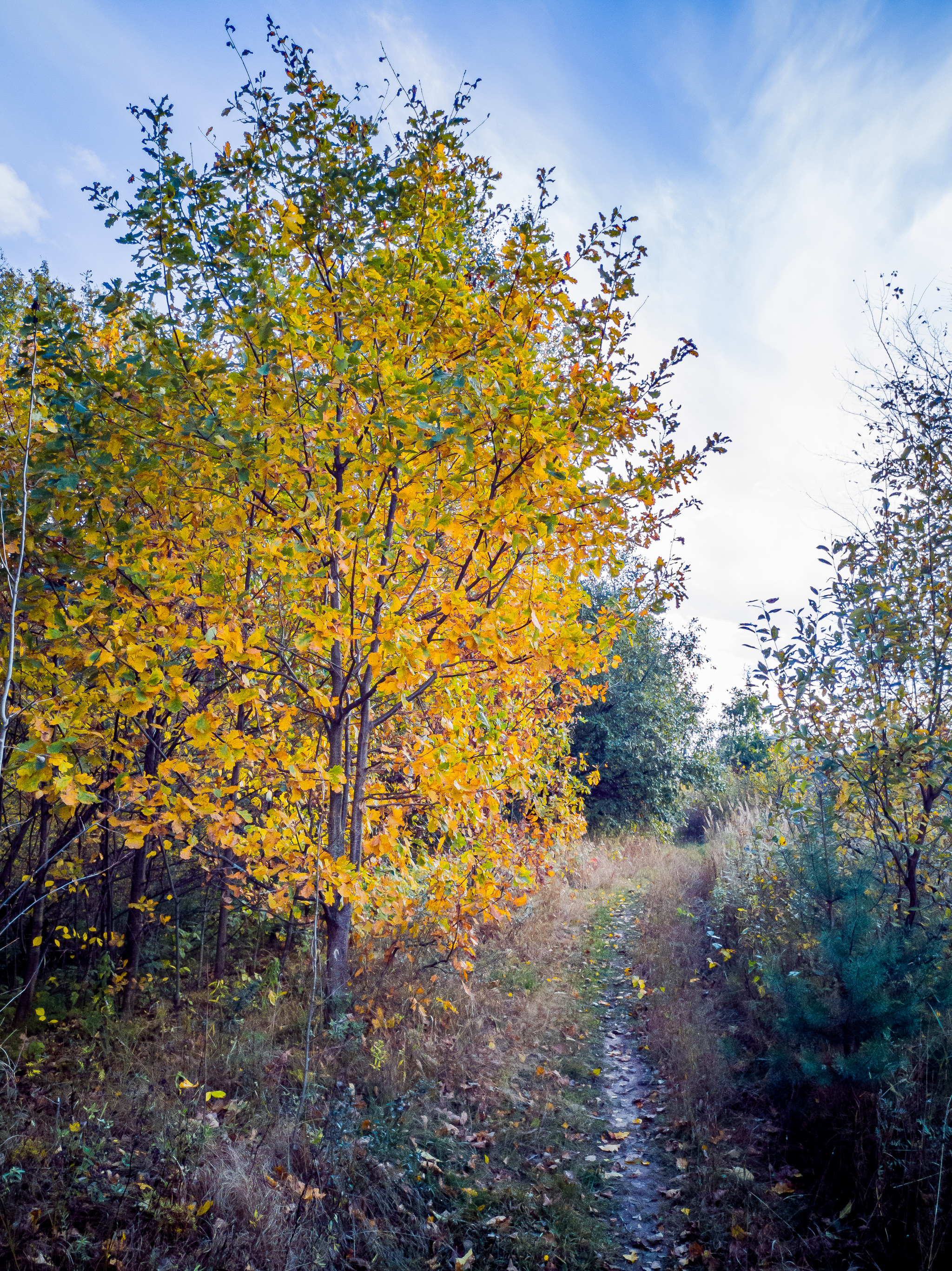 autumn - My, A bike, Bike ride, Autumn, Nature, Shawarma, Longpost