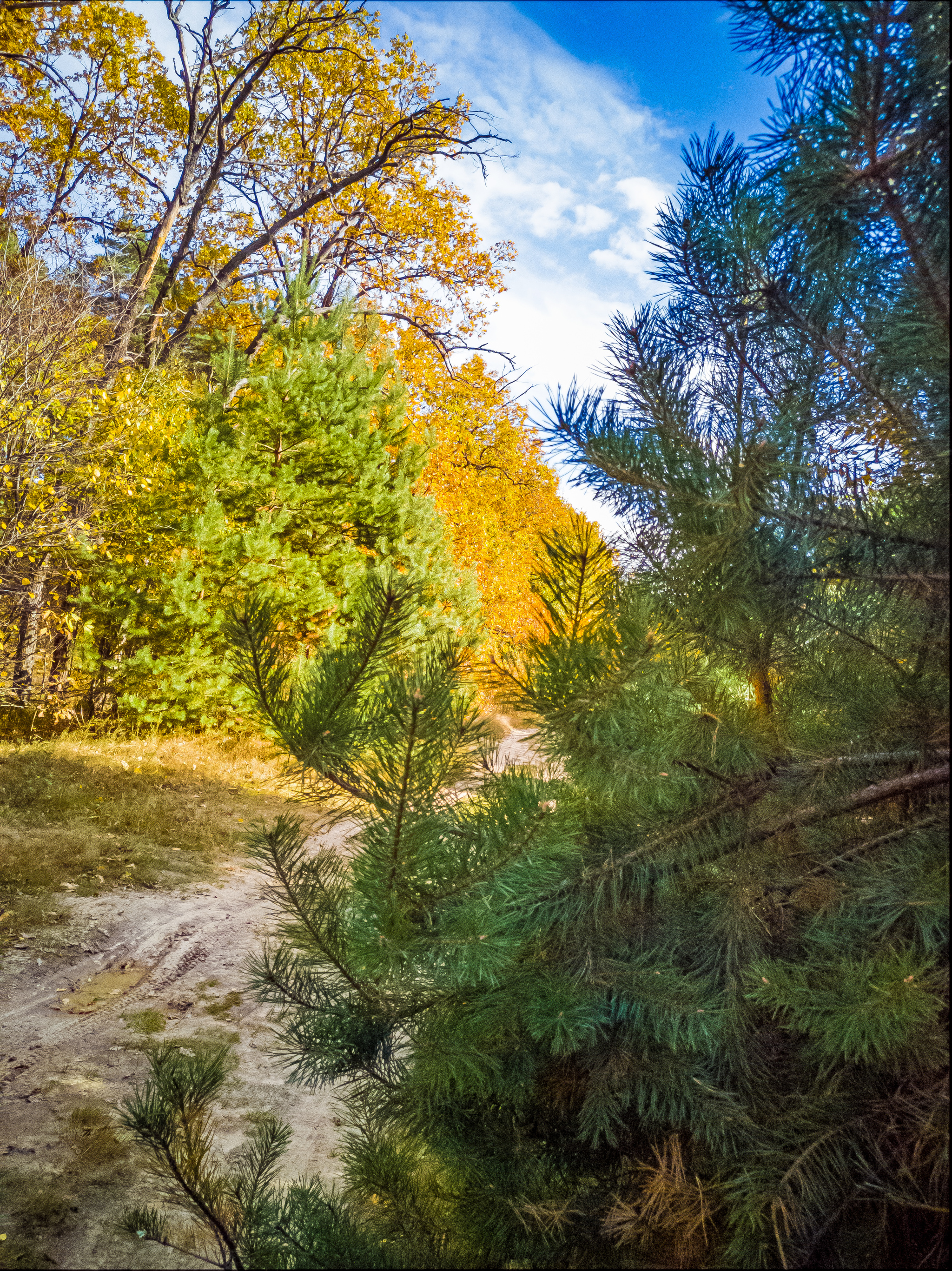 autumn - My, A bike, Bike ride, Autumn, Nature, Shawarma, Longpost