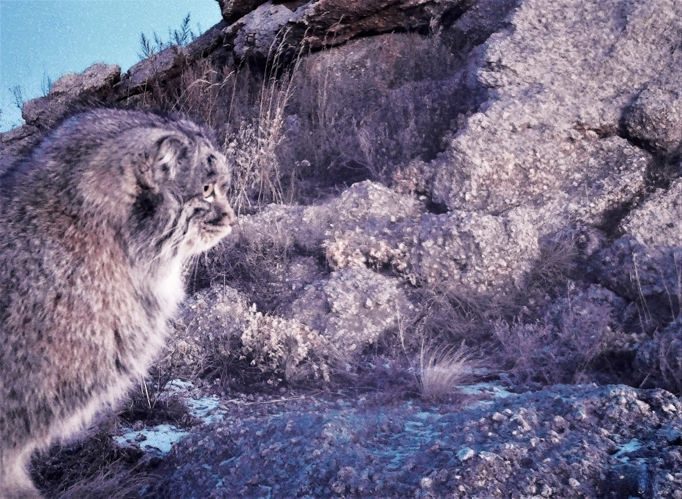 Периферическое зрение | Пикабу