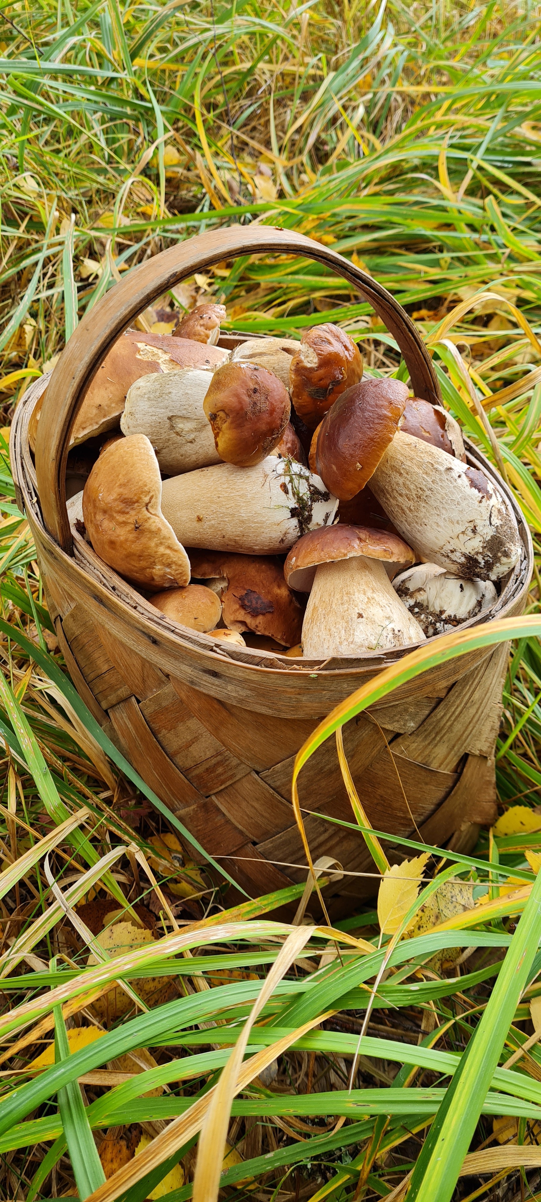 Mushroom mushrooms! - My, Porcini, Mushrooms, Silent hunt, Forest, Longpost