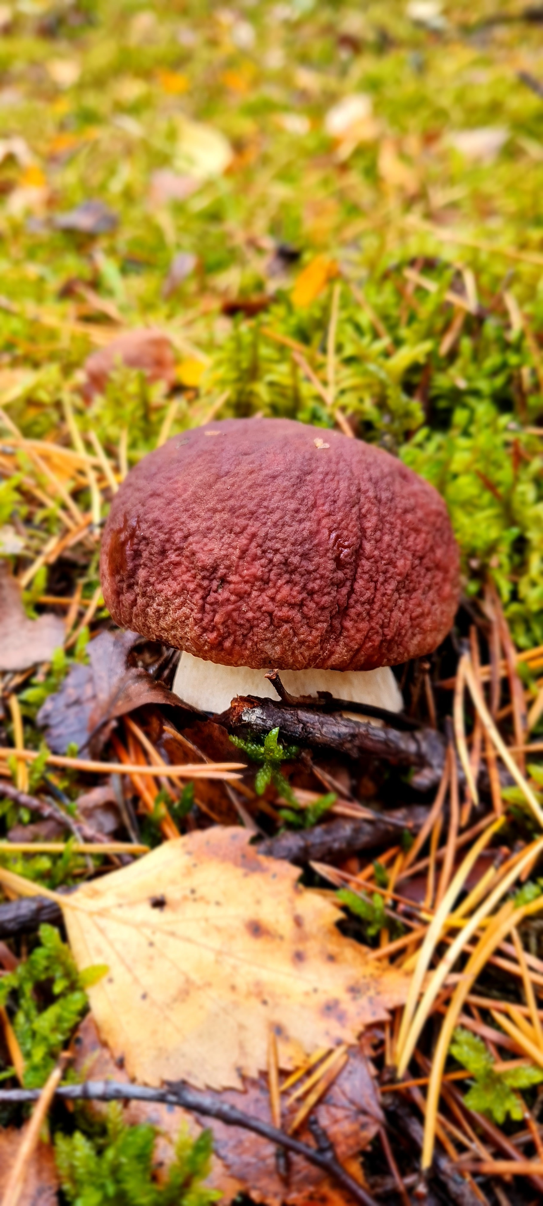 Mushroom mushrooms! - My, Porcini, Mushrooms, Silent hunt, Forest, Longpost