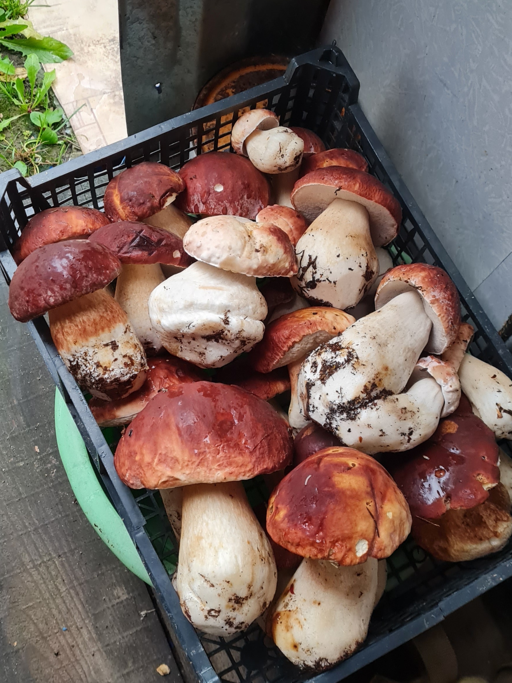 Mushroom mushrooms! - My, Porcini, Mushrooms, Silent hunt, Forest, Longpost