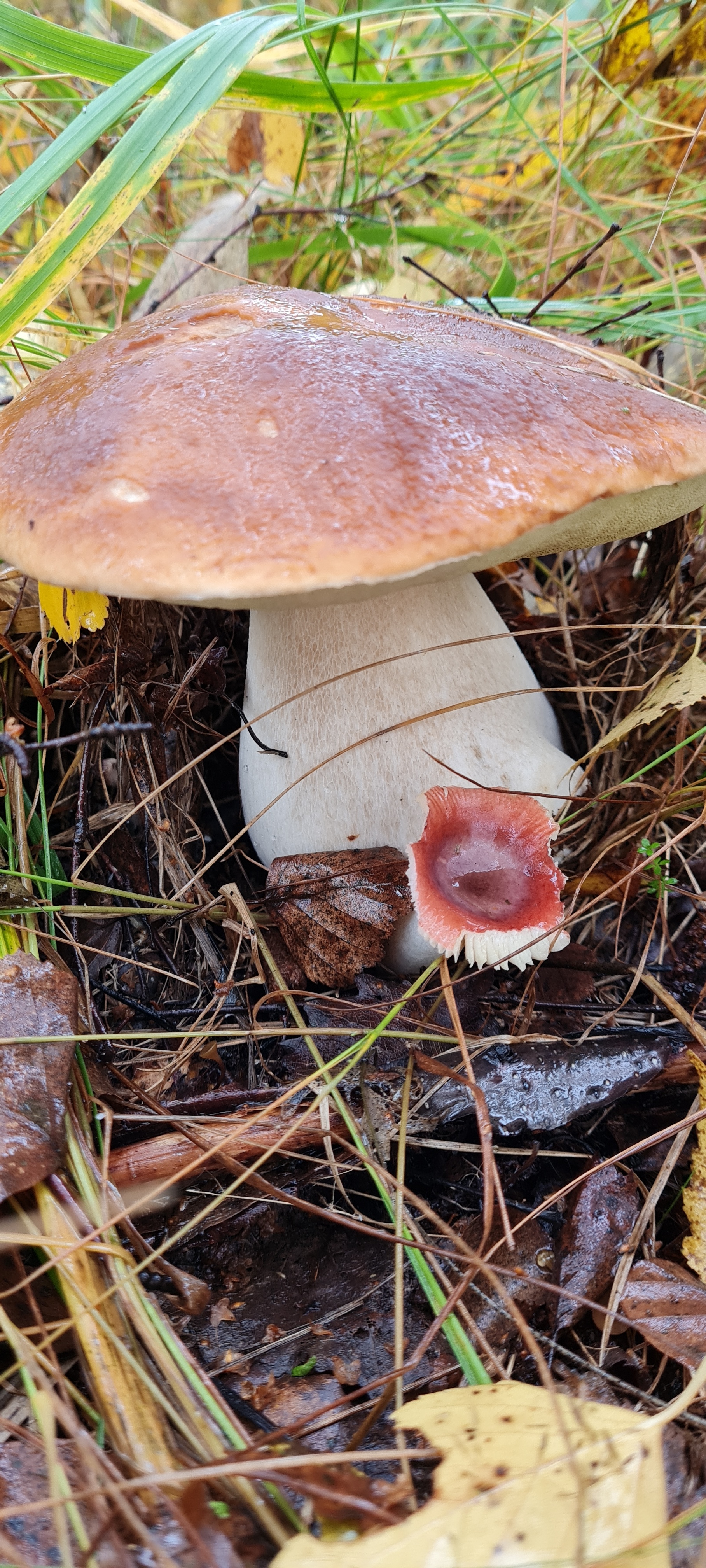 Mushroom mushrooms! - My, Porcini, Mushrooms, Silent hunt, Forest, Longpost