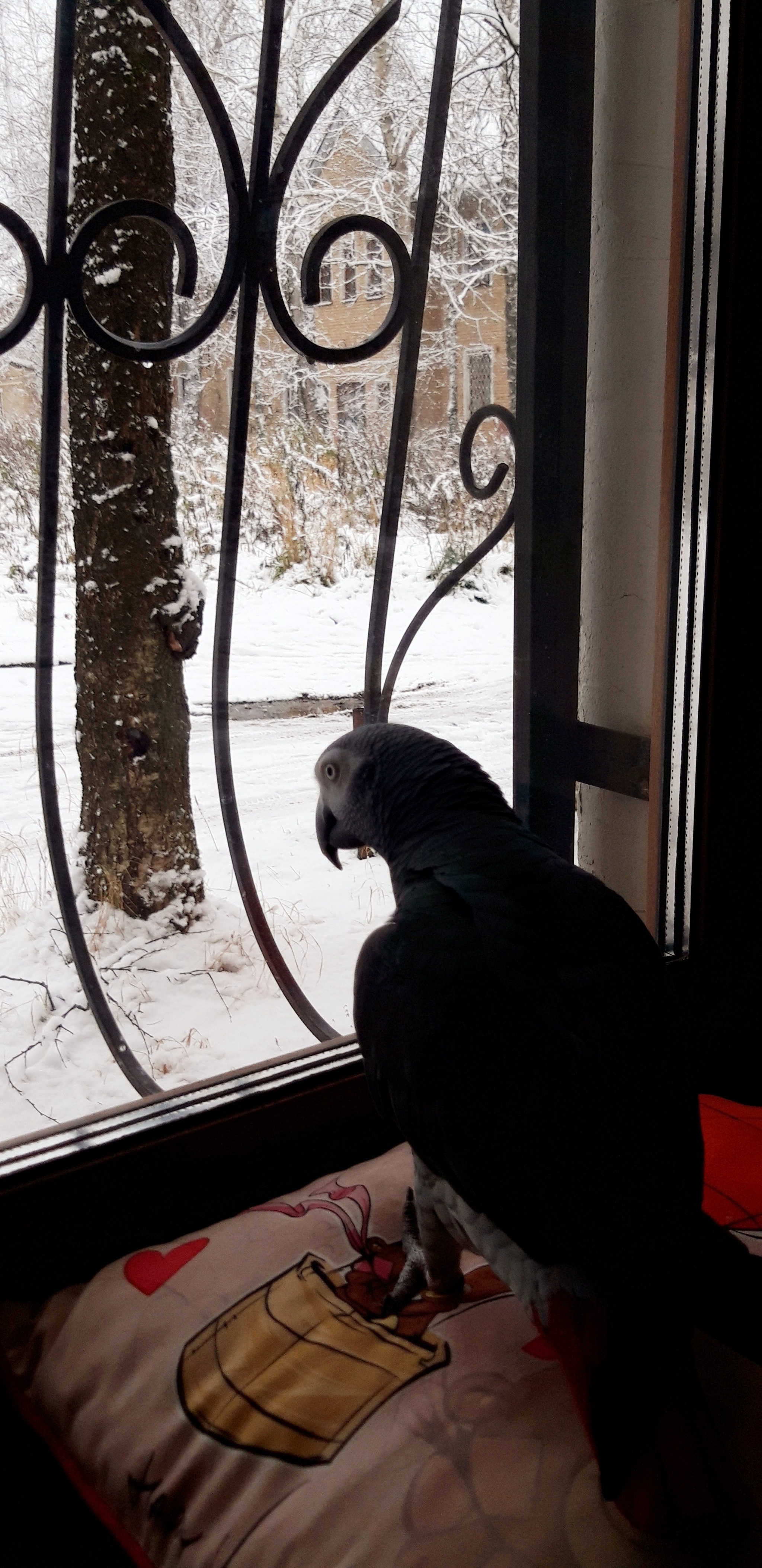 Winter Is Coming - My, A parrot, Pets, The photo, Jaco, Birds