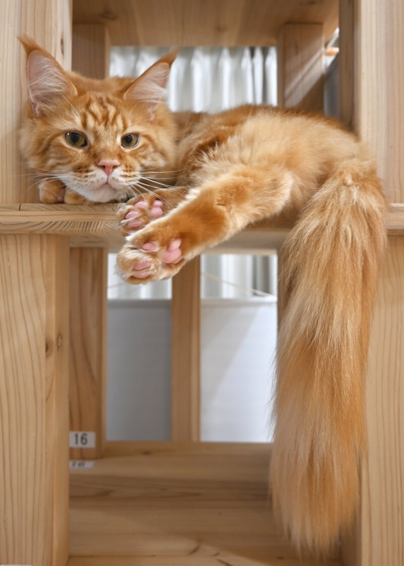 Posh tail - cat, Milota, Redheads, The photo