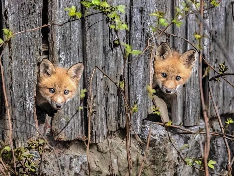 We didn't invite you ^.^ - The photo, Animals, Fox