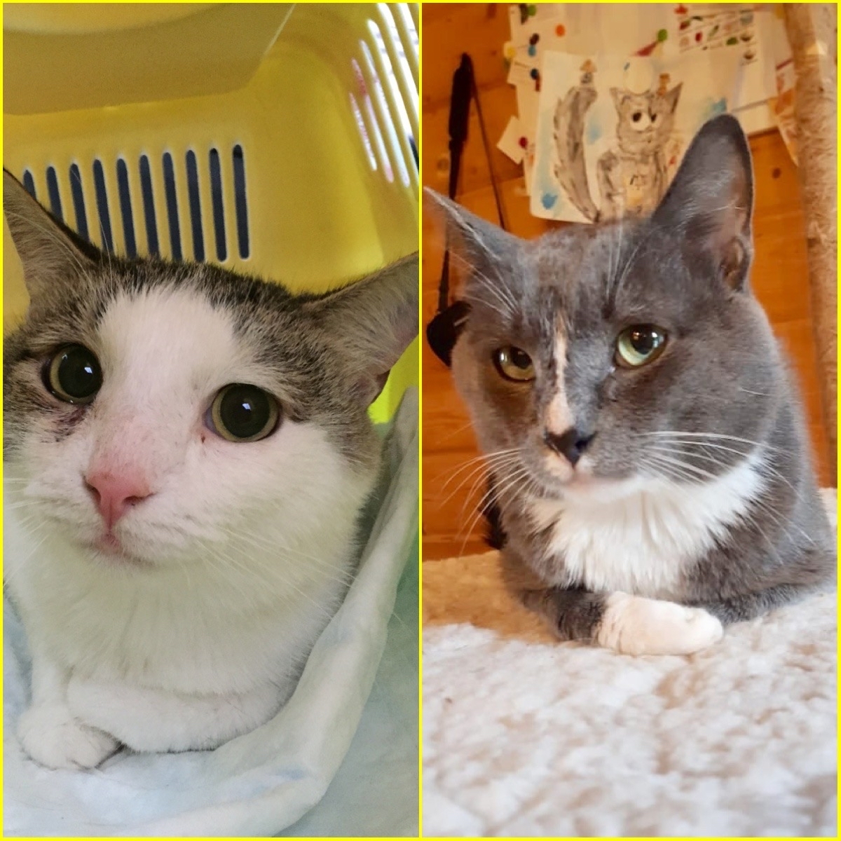 I am looking for overexposure or handles for two cats at once: Syoma and Topaz. separately for each) - My, Moscow, Moscow region, In good hands, No rating, Helping animals, Animal Rescue, cat, Milota, Longpost