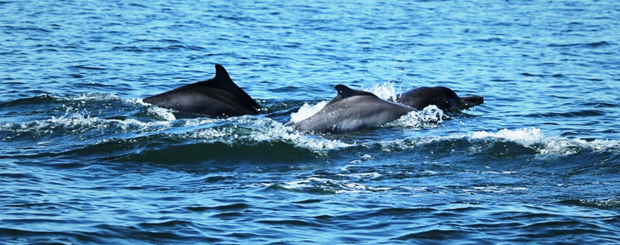 West African dolphin - Marine life, Dolphin, Ocean, Cetaceans