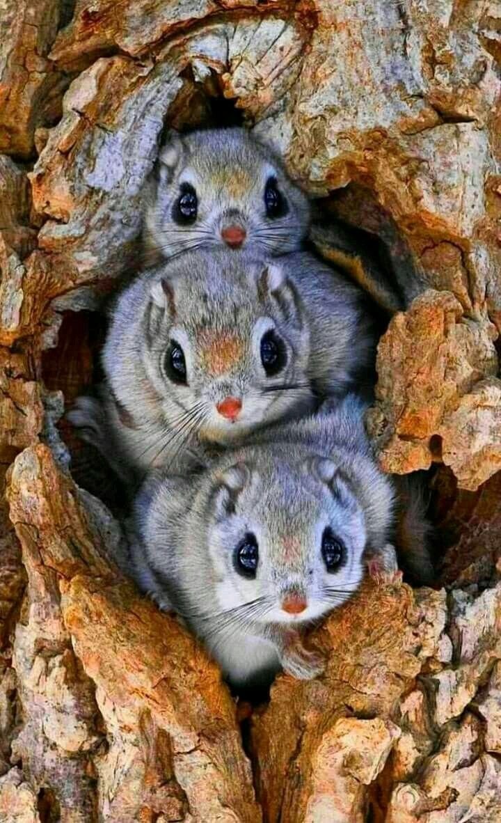 The cutest family - Family, Milota, Flying squirrel, Squirrel, The photo