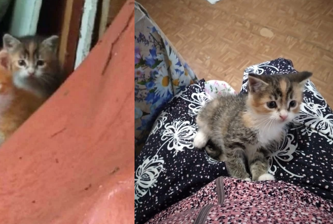 It was-became from one of the kittens from autumn dachas - My, cat, Animal Rescue, The strength of the Peekaboo, Paws, Helping animals, It Was-It Was, Dacha, Winter, Longpost, Found a home