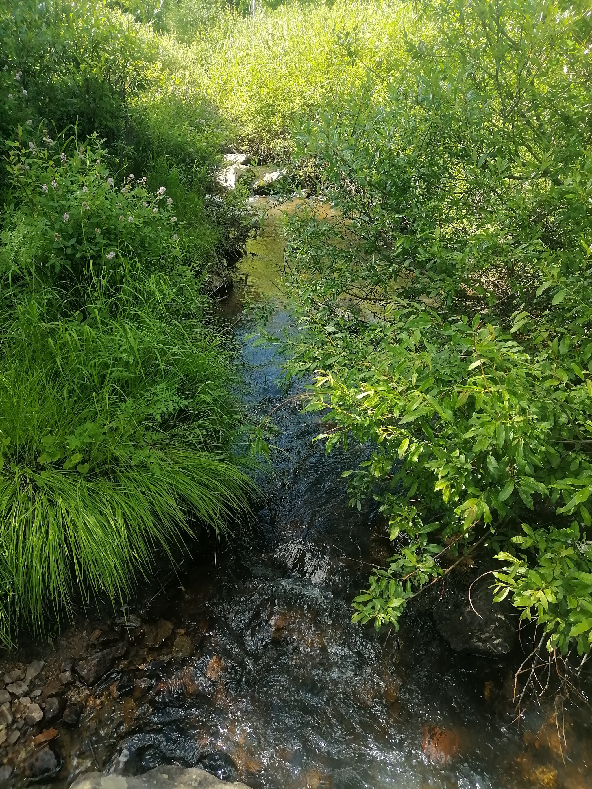 As the month of autumn, and I already miss the summer :) - My, Greenery, Grass, Summer, Forest, Irises, Water, Longpost