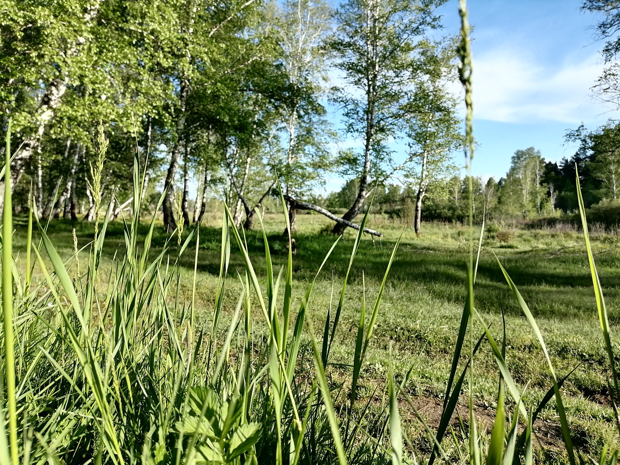 As the month of autumn, and I already miss the summer :) - My, Greenery, Grass, Summer, Forest, Irises, Water, Longpost