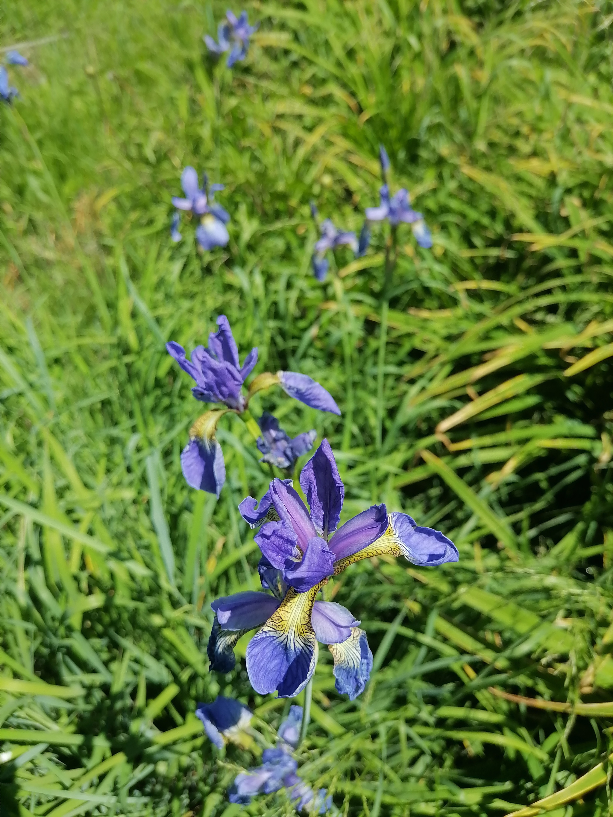 As the month of autumn, and I already miss the summer :) - My, Greenery, Grass, Summer, Forest, Irises, Water, Longpost