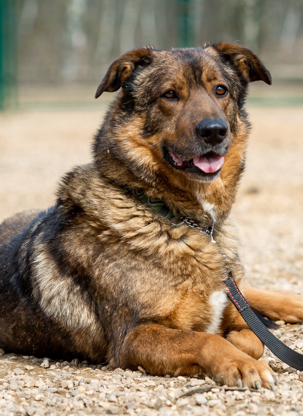 Valka. He has a special not only paw, but also a heart - My, Animal shelter, In good hands, Helping animals, Homeless animals, The rescue, Veterinary, Help, Animal Rescue, Dog, Shelter, Moscow, Moscow region, No rating, Longpost, The strength of the Peekaboo, Dog days