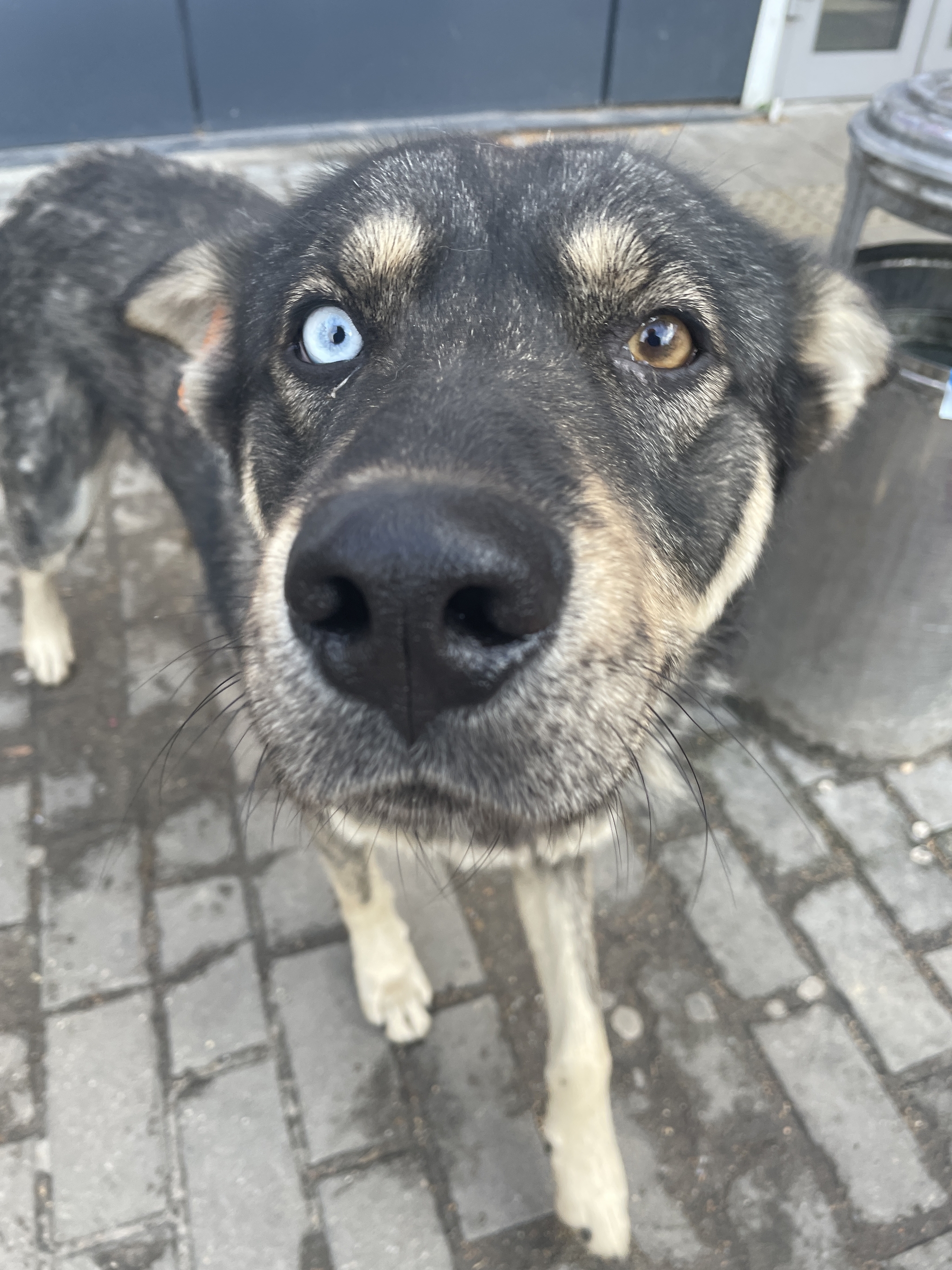 street tramp - My, Dog, Animals, Heterochromia