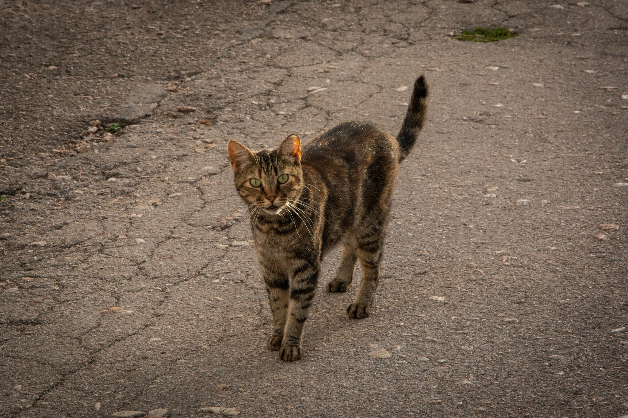 Крымские коты - Моё, Кот, Фотография, Крым, Длиннопост