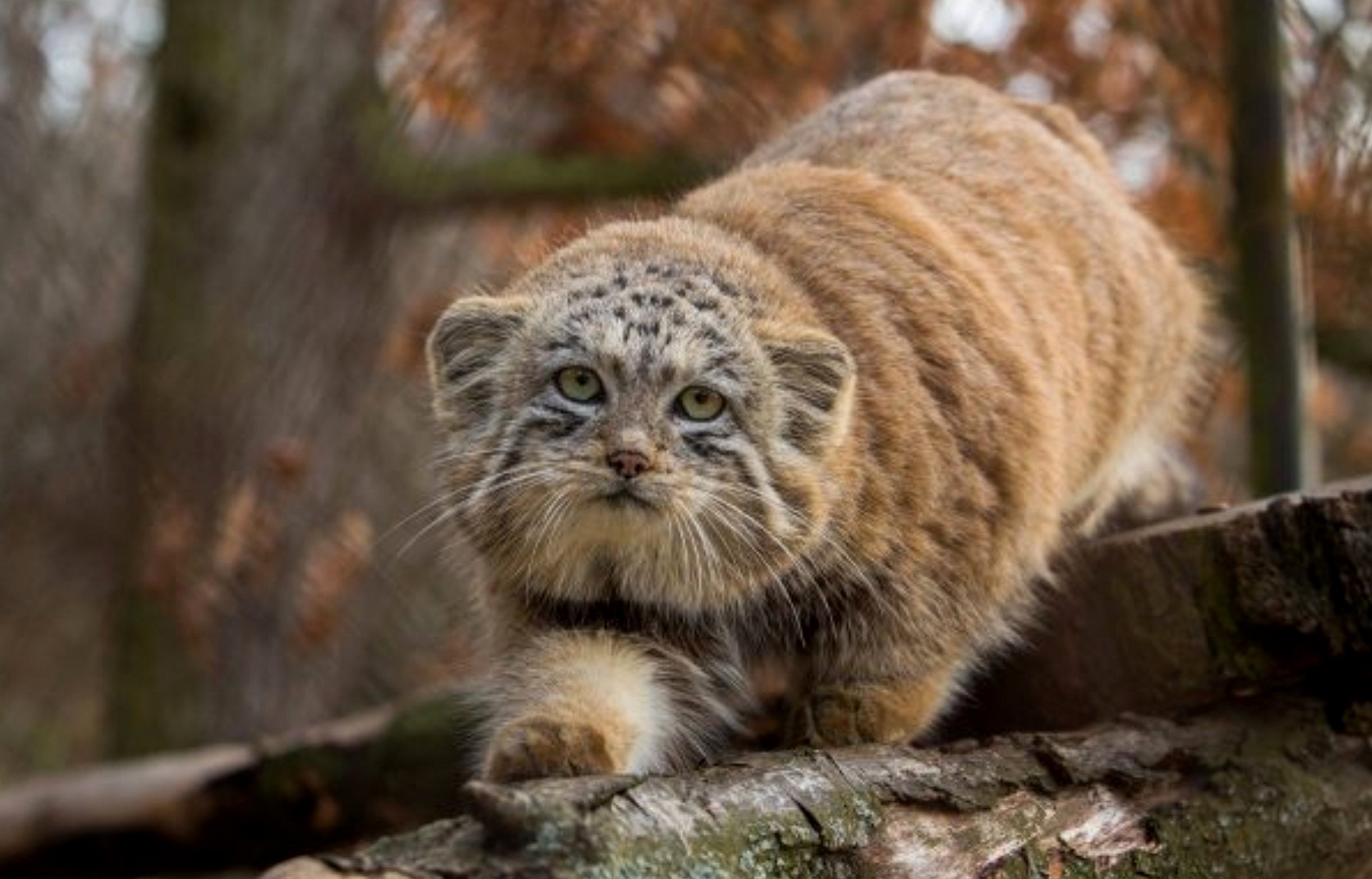 redbone - Pallas' cat, Pet the cat, Small cats, Cat family, Wild animals, Fluffy, The photo