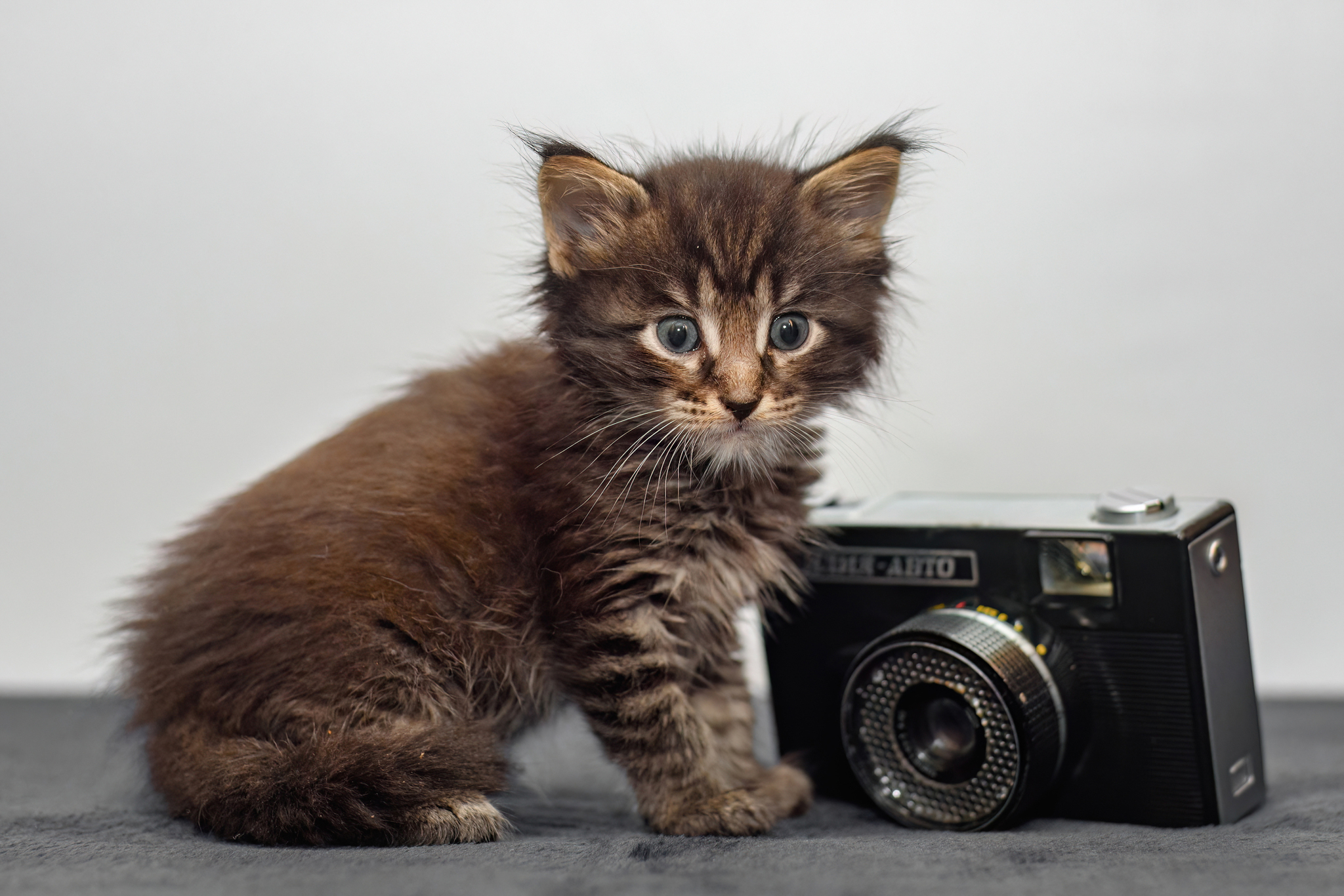 muffin - My, Pets, The photo, cat, Maine Coon