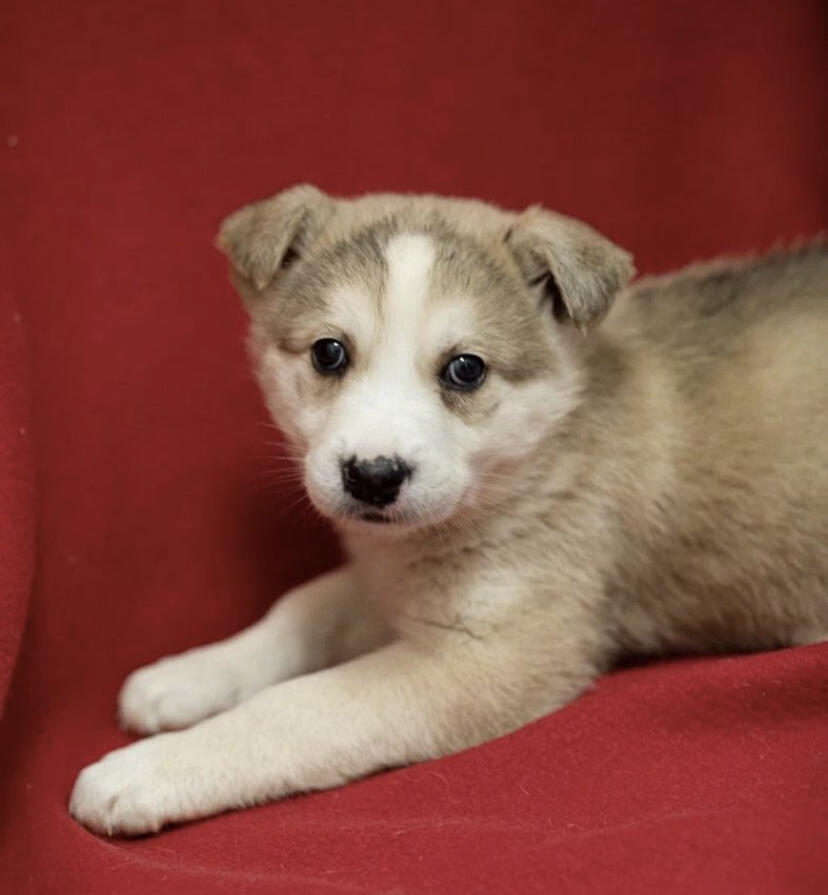 Hasya boy. 2 months. Rescued from the railroad tracks - Animals, Pets, Dog, Puppies, Is free, In good hands, Moscow, No rating, Longpost