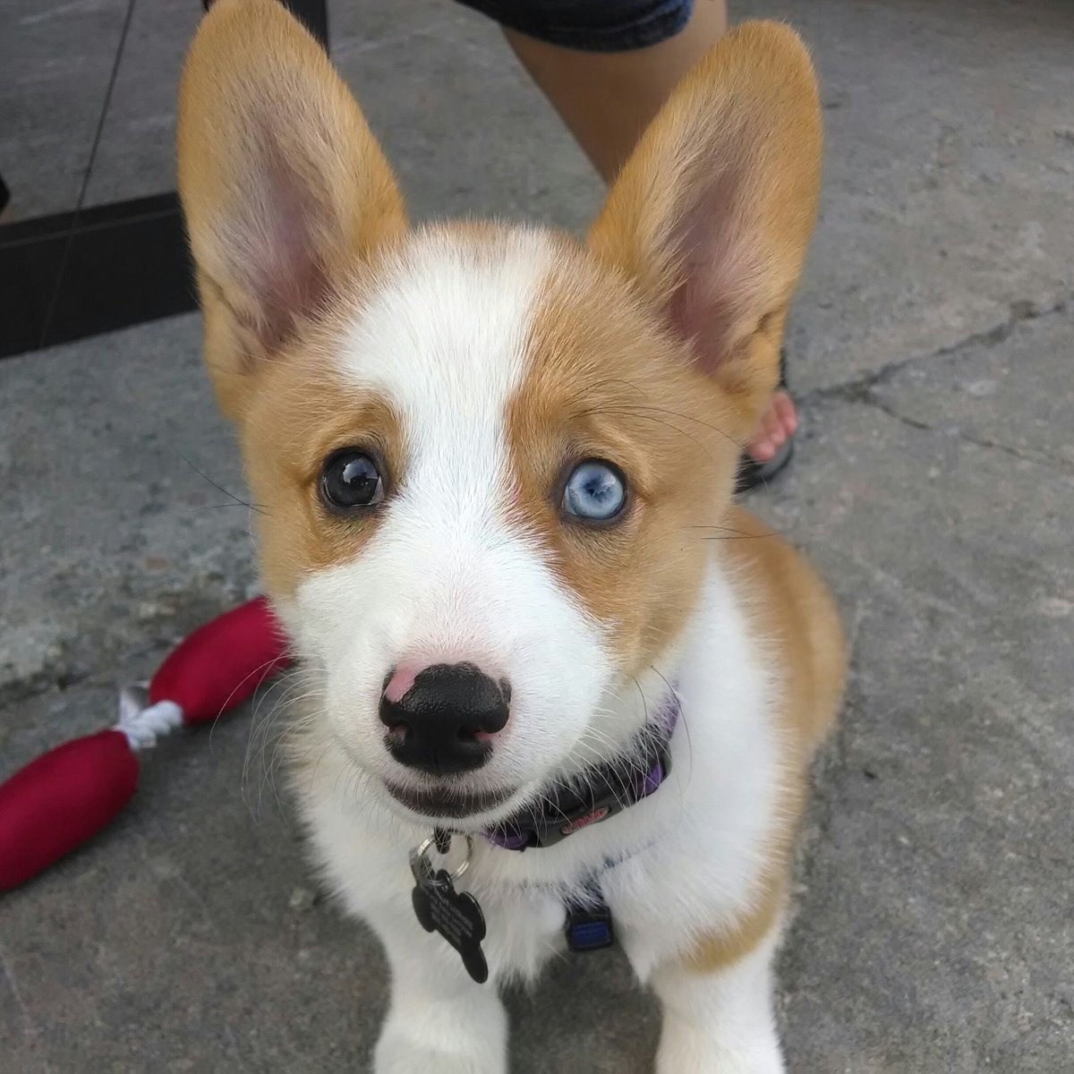 Corgi with different eye colors - Corgi, Dog days, Puppies, The photo, Milota, Dog