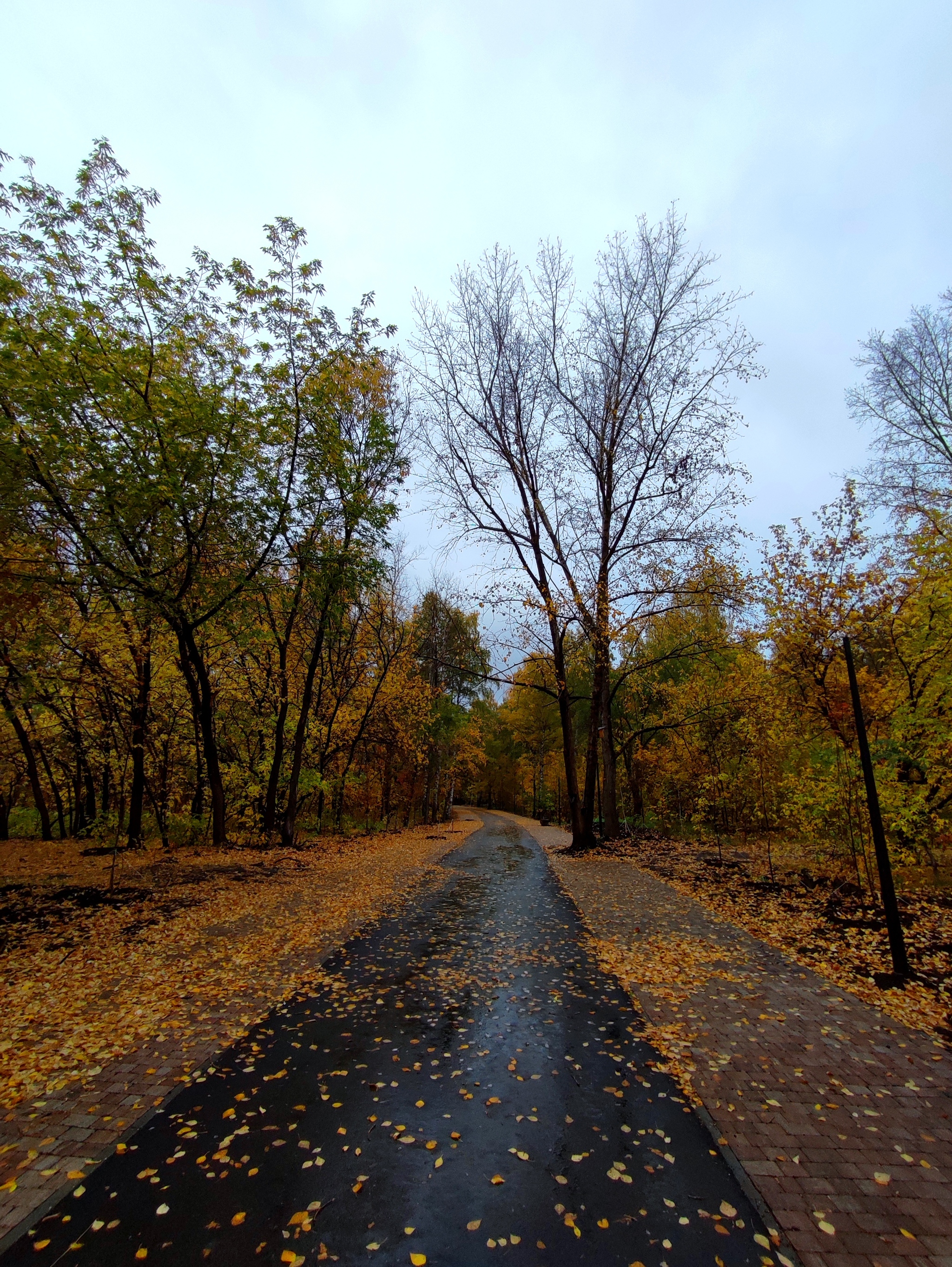 The new look of the Yubileiny park. Barnaul - My, The park, Barnaul, Altai region, Summer, Autumn, Leaves, Revival, Longpost