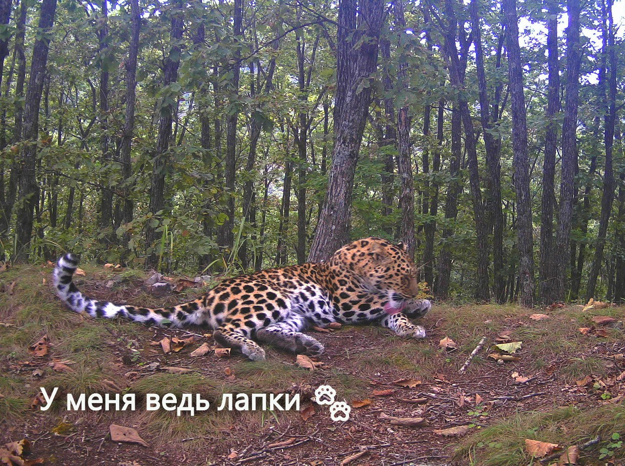 The main thing is that the paws are in order - Far Eastern leopard, Lick, The photo, Land of the Leopard, Leopard, Phototrap, Primorsky Krai, wildlife, Predatory animals, beauty, Wild animals, Big cats, Cat family, Longpost