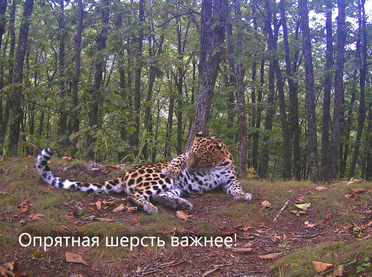 The main thing is that the paws are in order - Far Eastern leopard, Lick, The photo, Land of the Leopard, Leopard, Phototrap, Primorsky Krai, wildlife, Predatory animals, beauty, Wild animals, Big cats, Cat family, Longpost