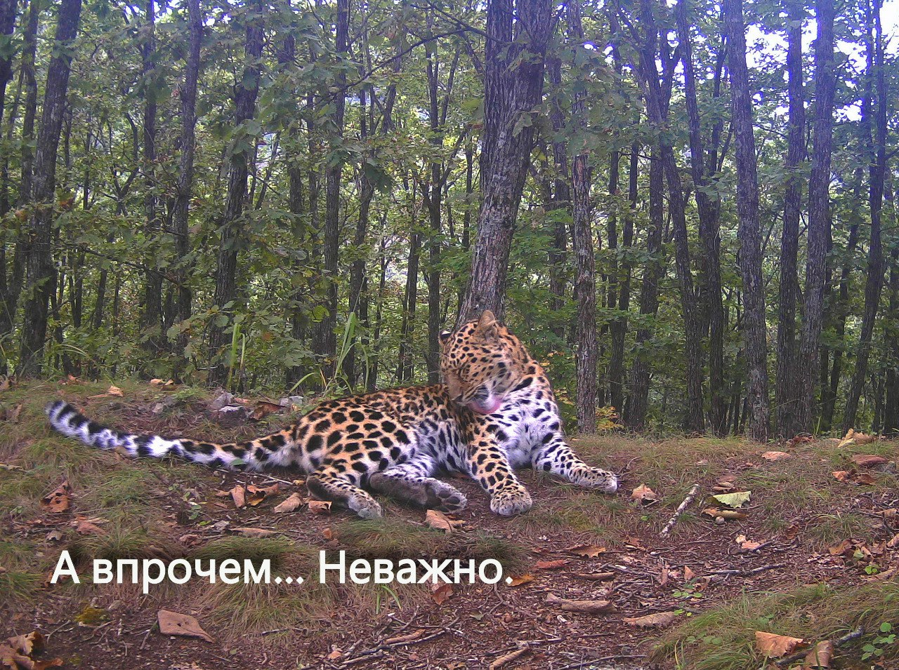 The main thing is that the paws are in order - Far Eastern leopard, Lick, The photo, Land of the Leopard, Leopard, Phototrap, Primorsky Krai, wildlife, Predatory animals, beauty, Wild animals, Big cats, Cat family, Longpost