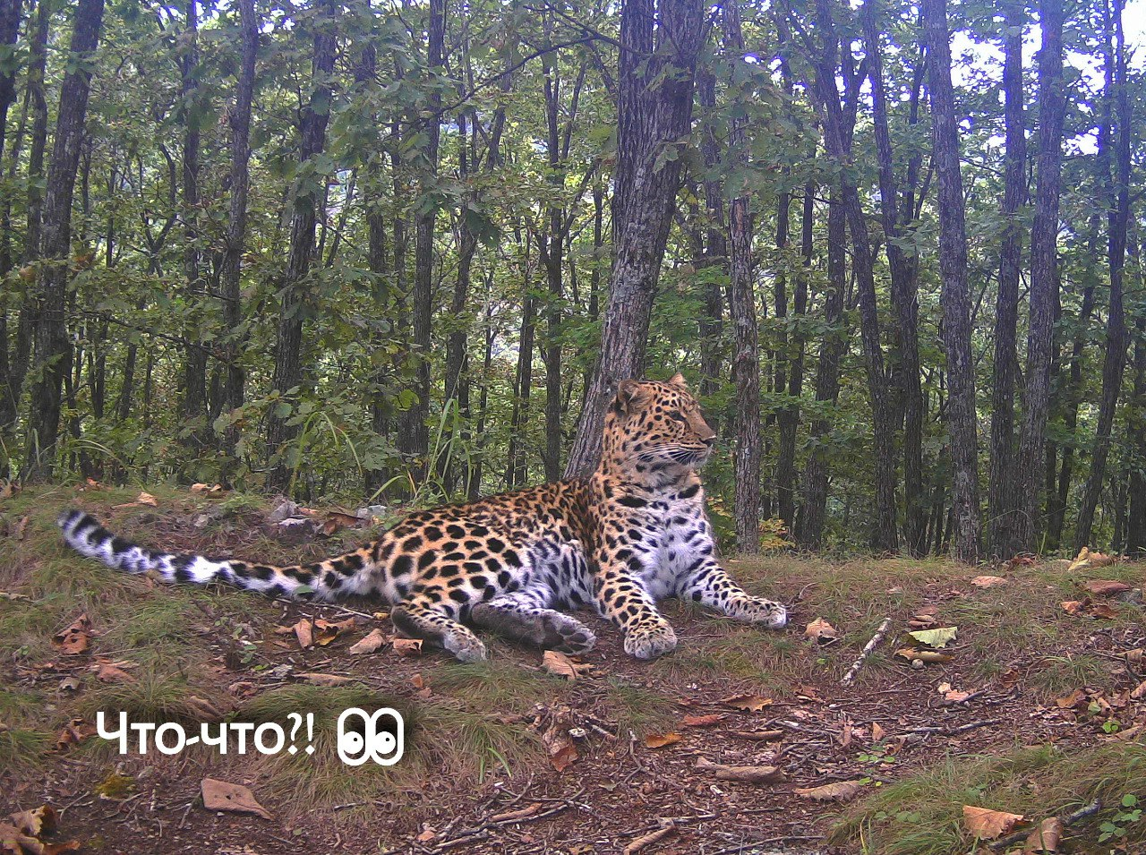 The main thing is that the paws are in order - Far Eastern leopard, Lick, The photo, Land of the Leopard, Leopard, Phototrap, Primorsky Krai, wildlife, Predatory animals, beauty, Wild animals, Big cats, Cat family, Longpost