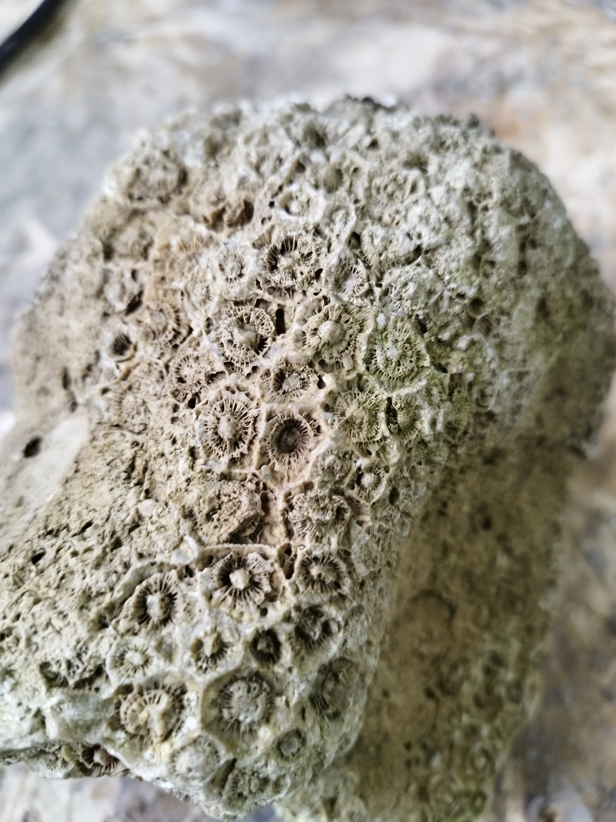 Help from connoisseurs - My, Fossils, A rock, Help, Definition, Longpost