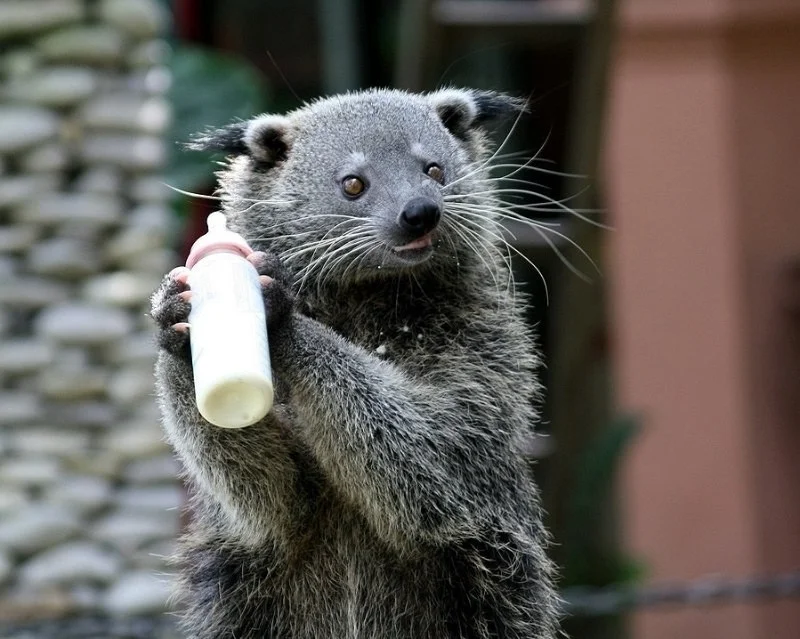 bear cat - Binturong, Wyvernaceae, Predatory animals