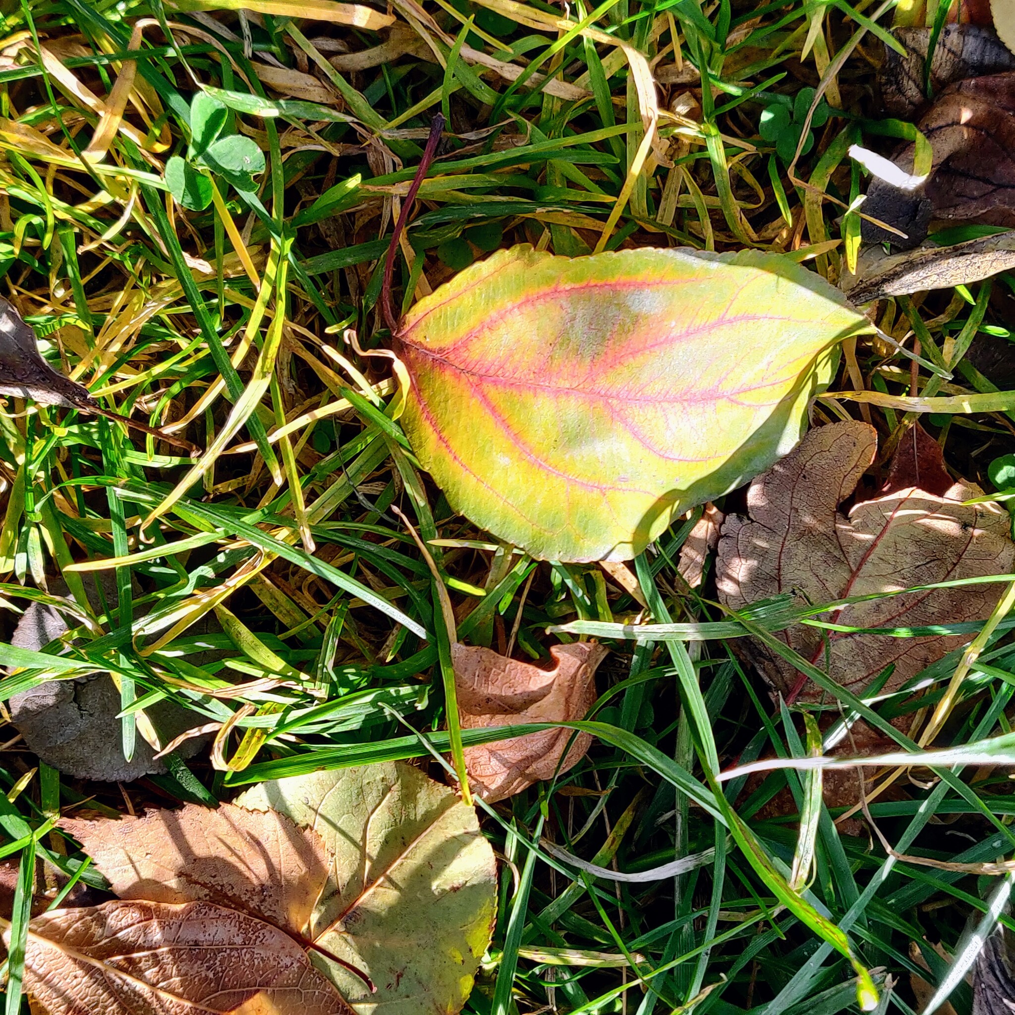 Teplok - My, Novosibirsk, Autumn, Pervomaisky Square, Leaves, Longpost